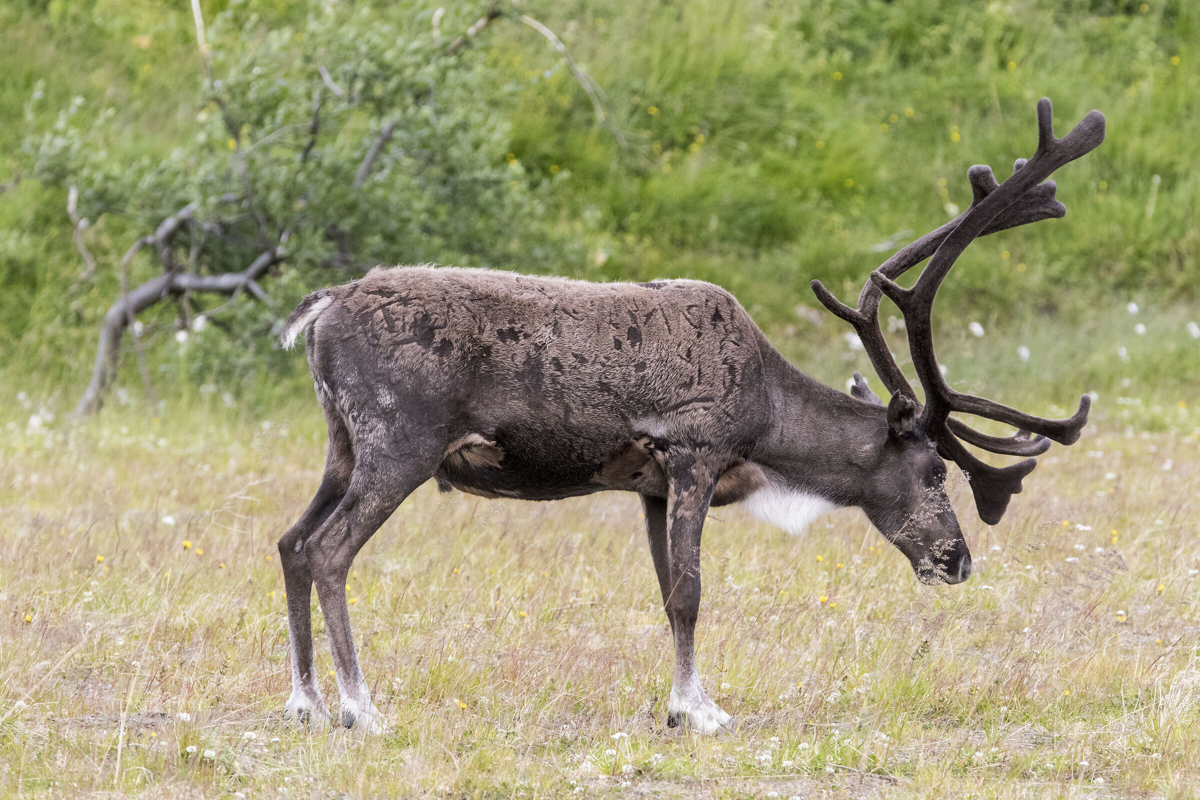 Norwegian Reindeer