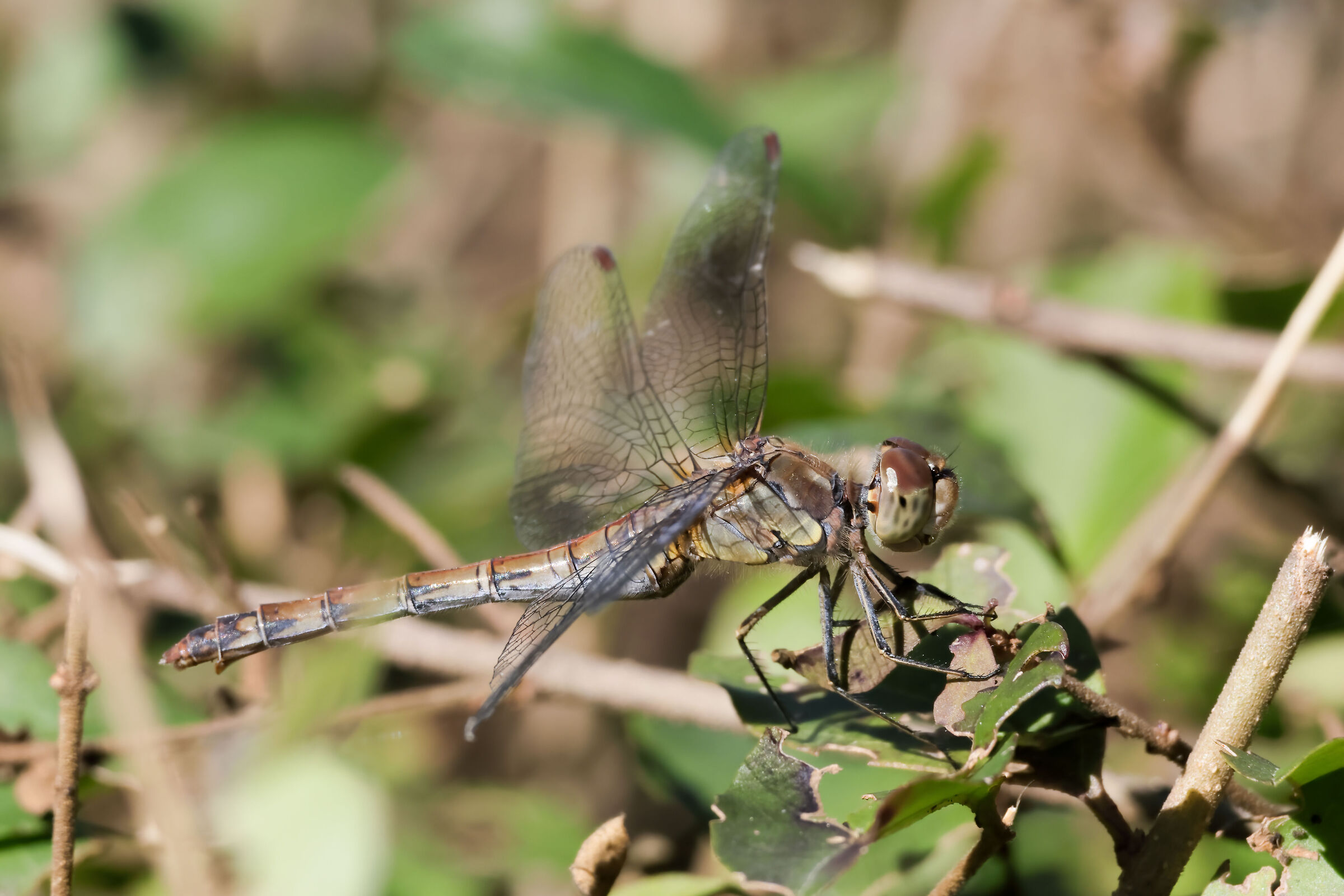 Sympetrum striolatum