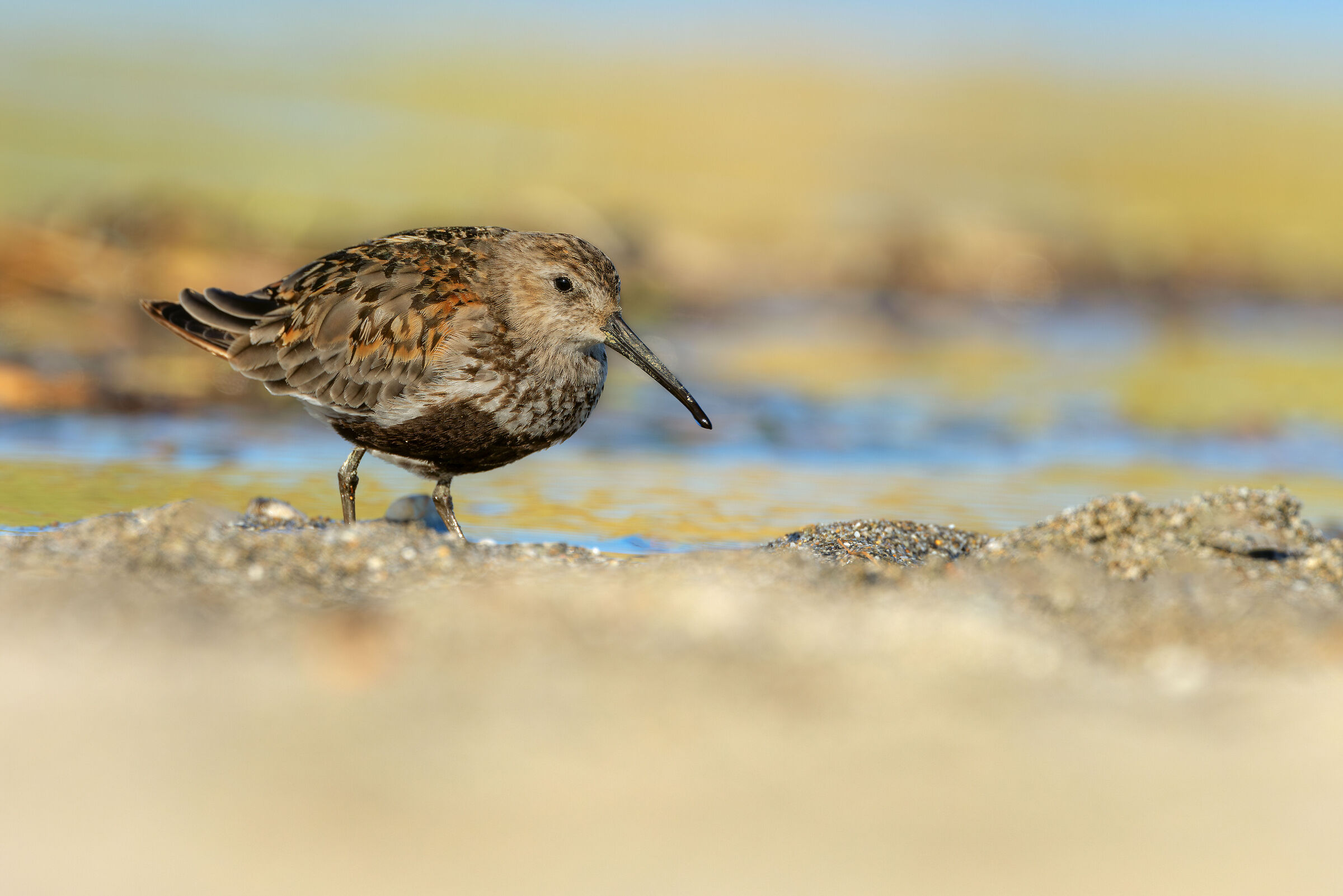 dunlin