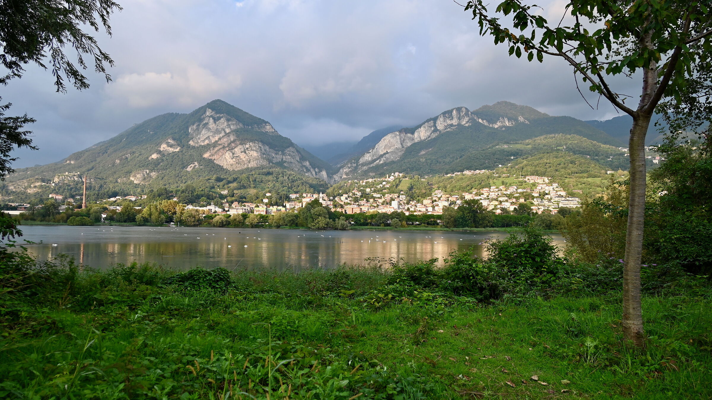 Lago di Olginate, il lago dei cigni
