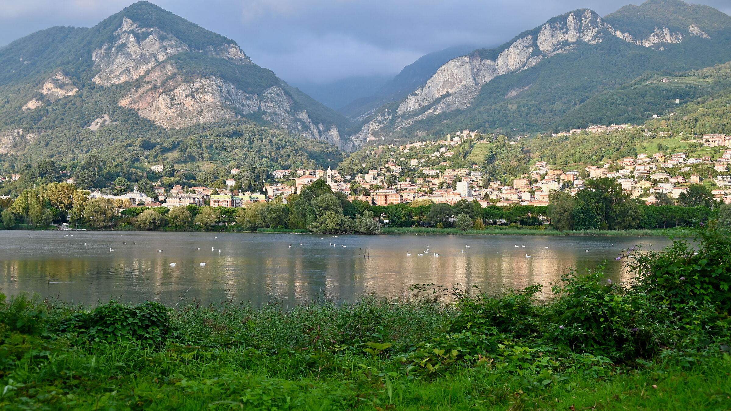 Lago di Olginate, il lago dei cigni 2