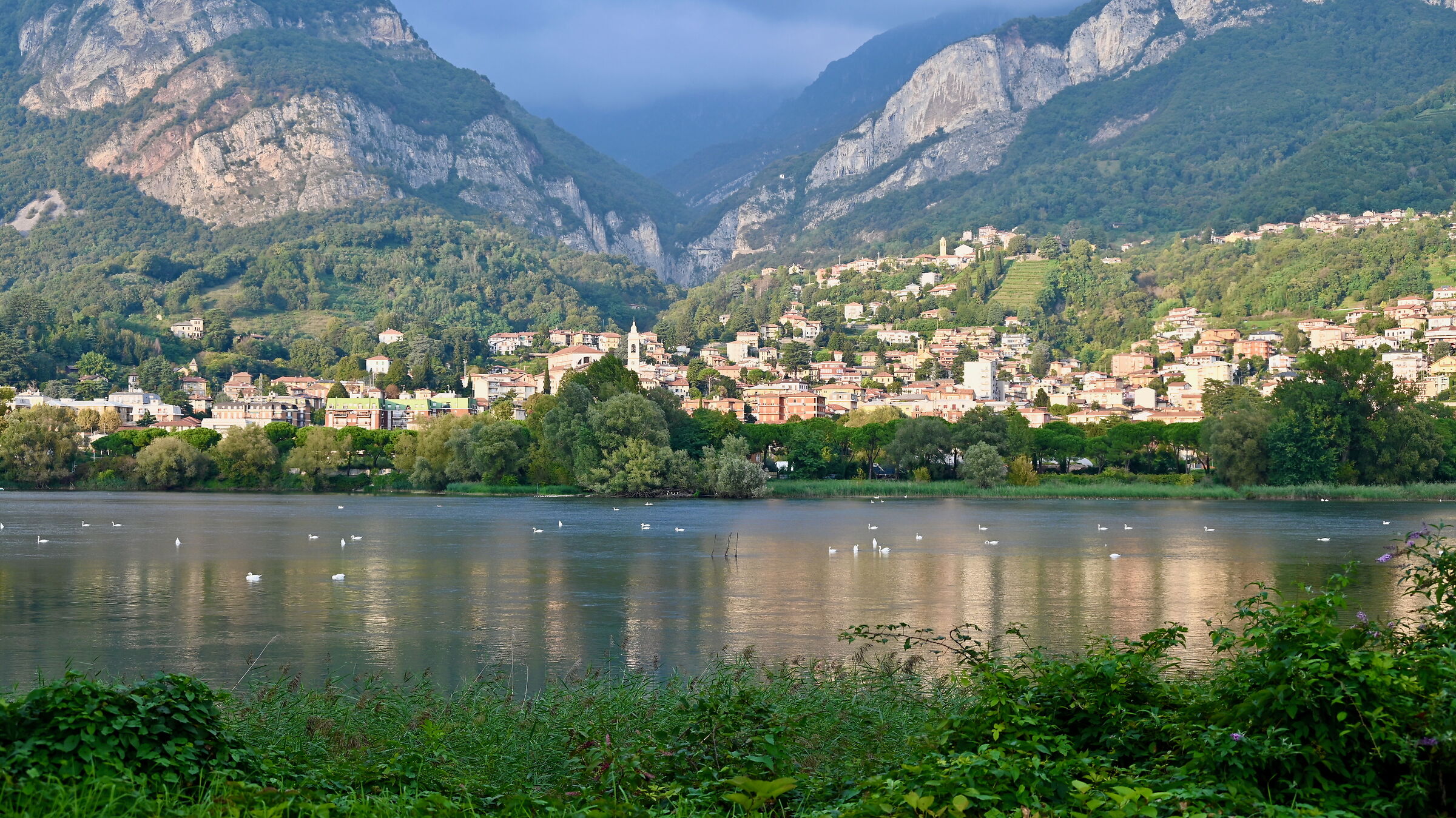 Lago di Olginate, il lago dei cigni 3