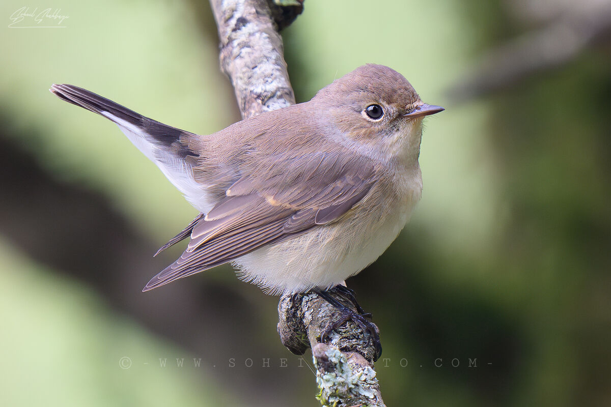 Pigliamosche femmina dal petto rosso