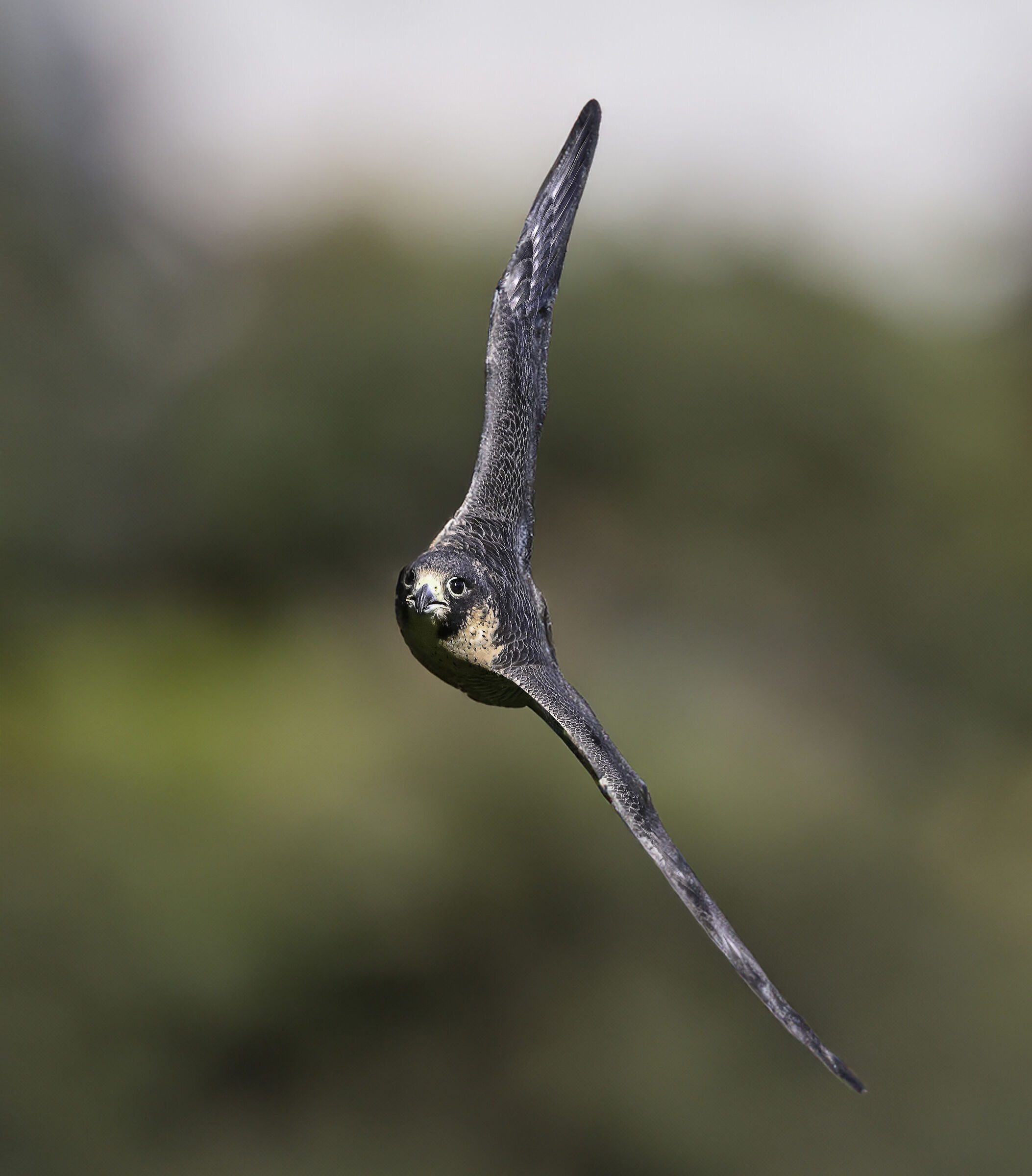 Virata del Falco Pellegrino