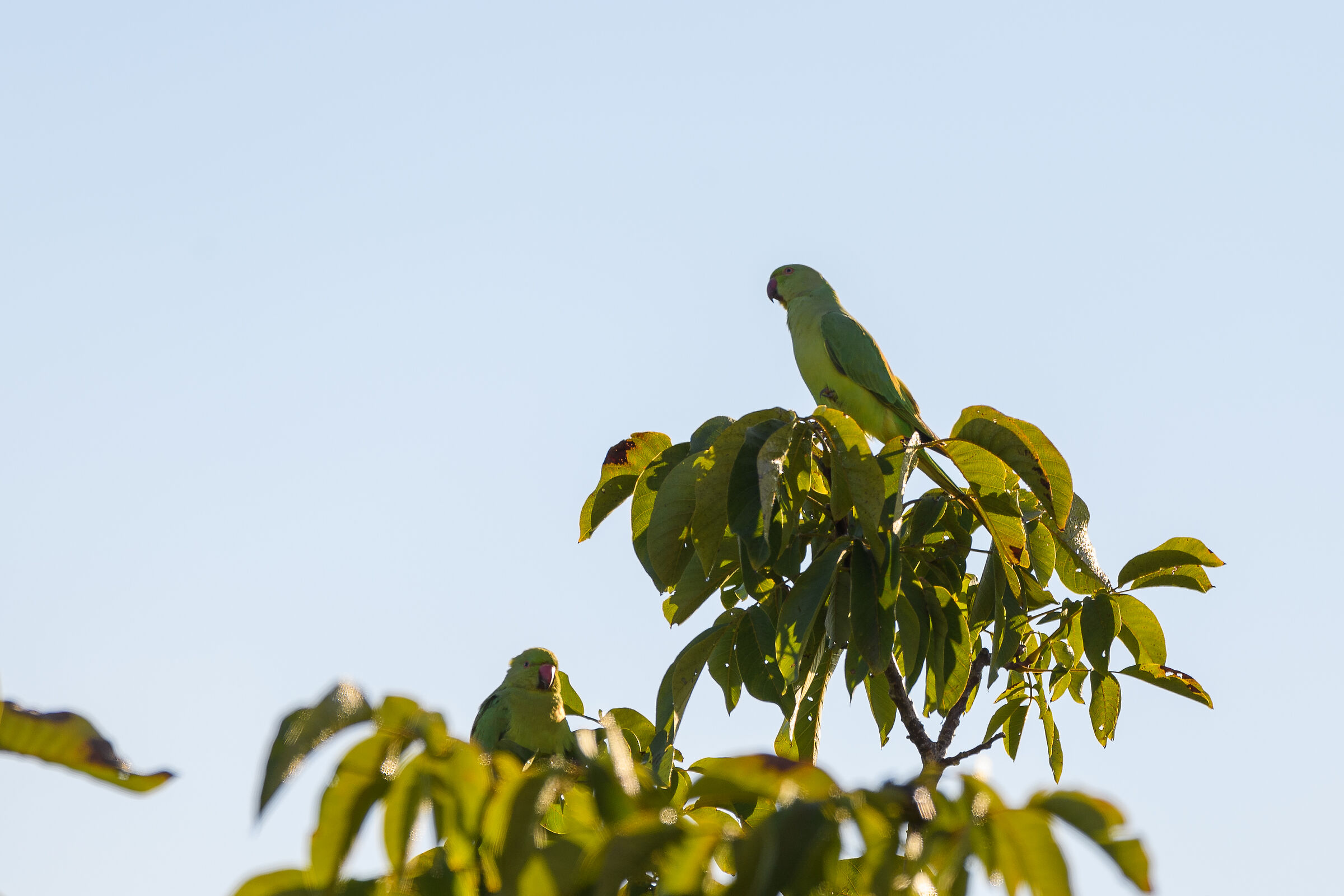 Parakeets