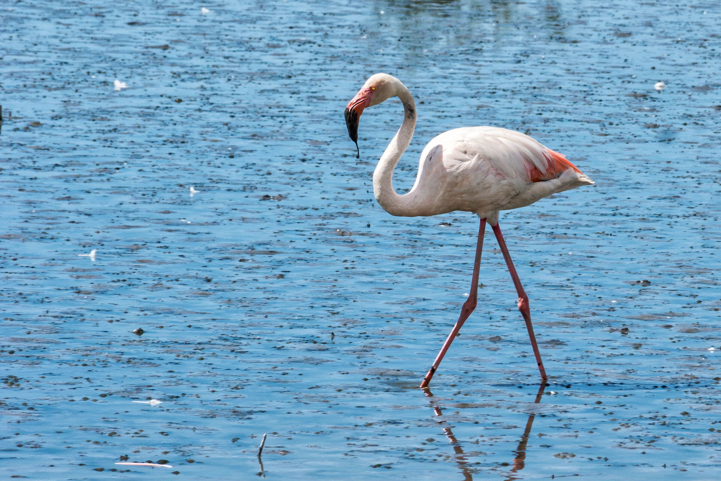 L'eleganza del fenicottero