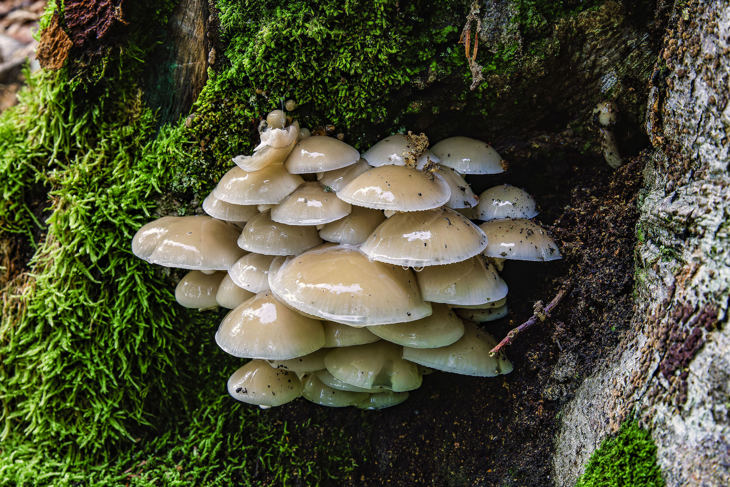 Funghi dopo la pioggia