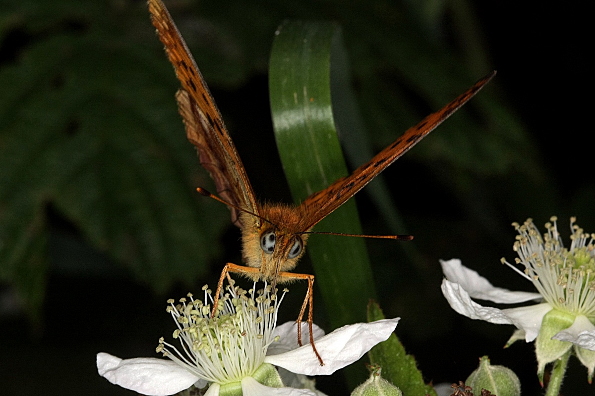 argynnis paphia