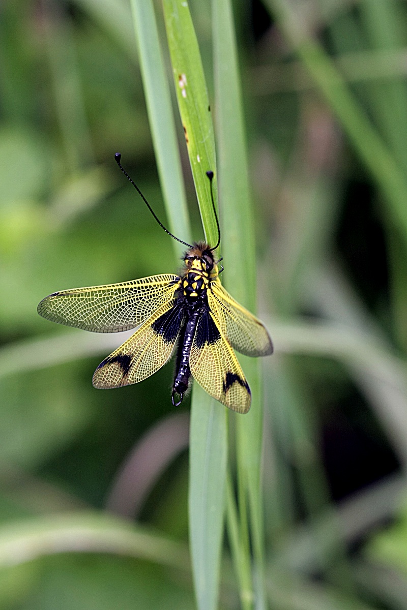 ascalaphus libelluloides