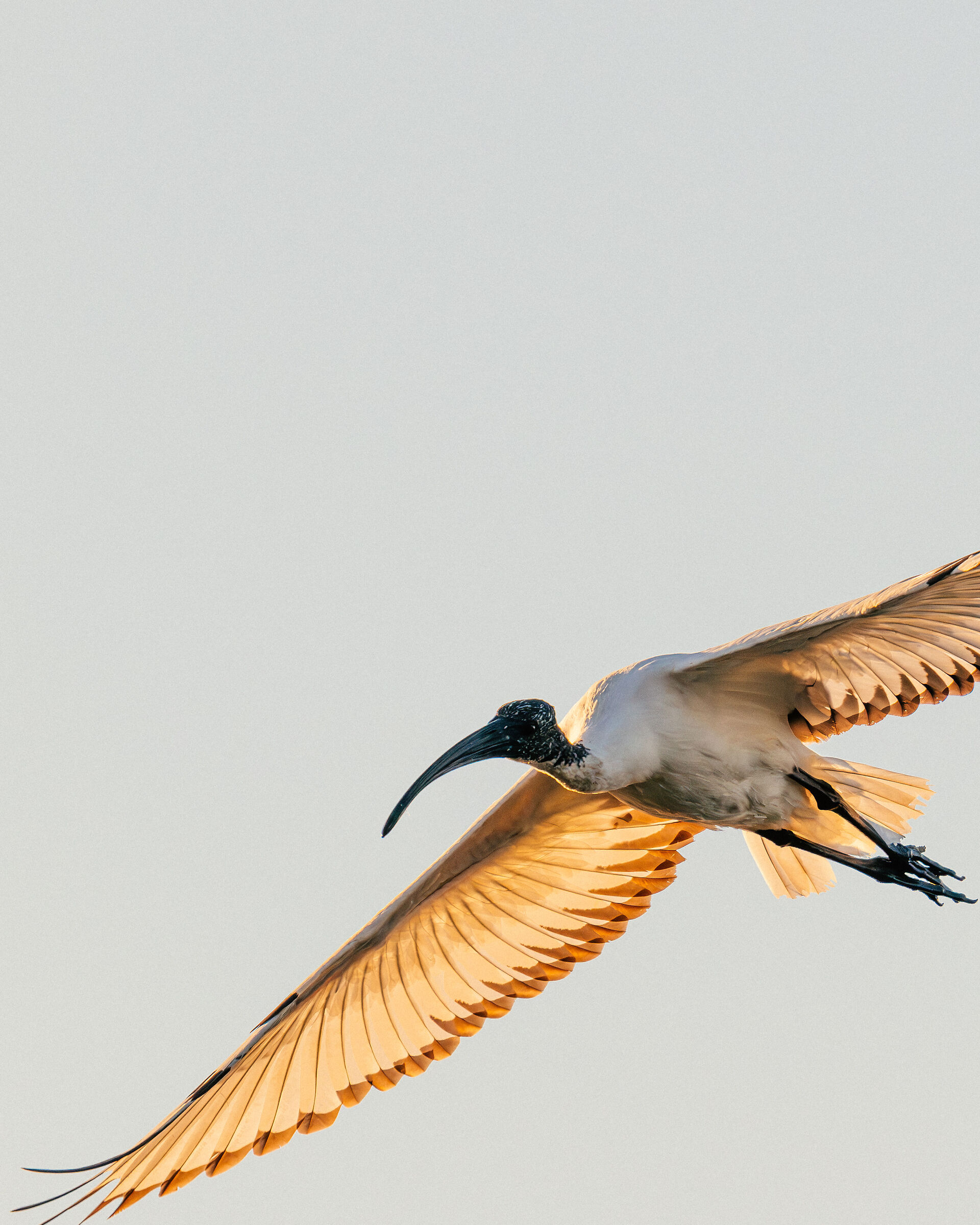 Ibis