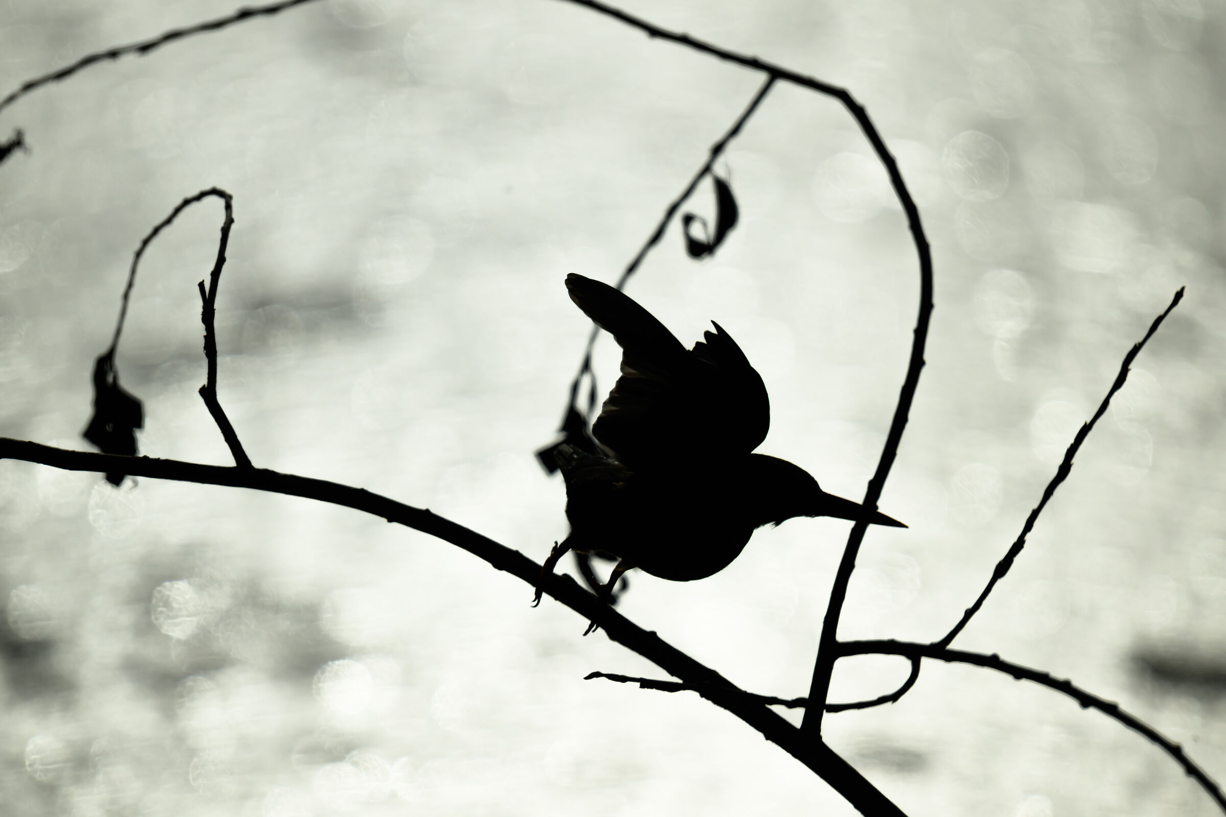 Alcedo Controluce