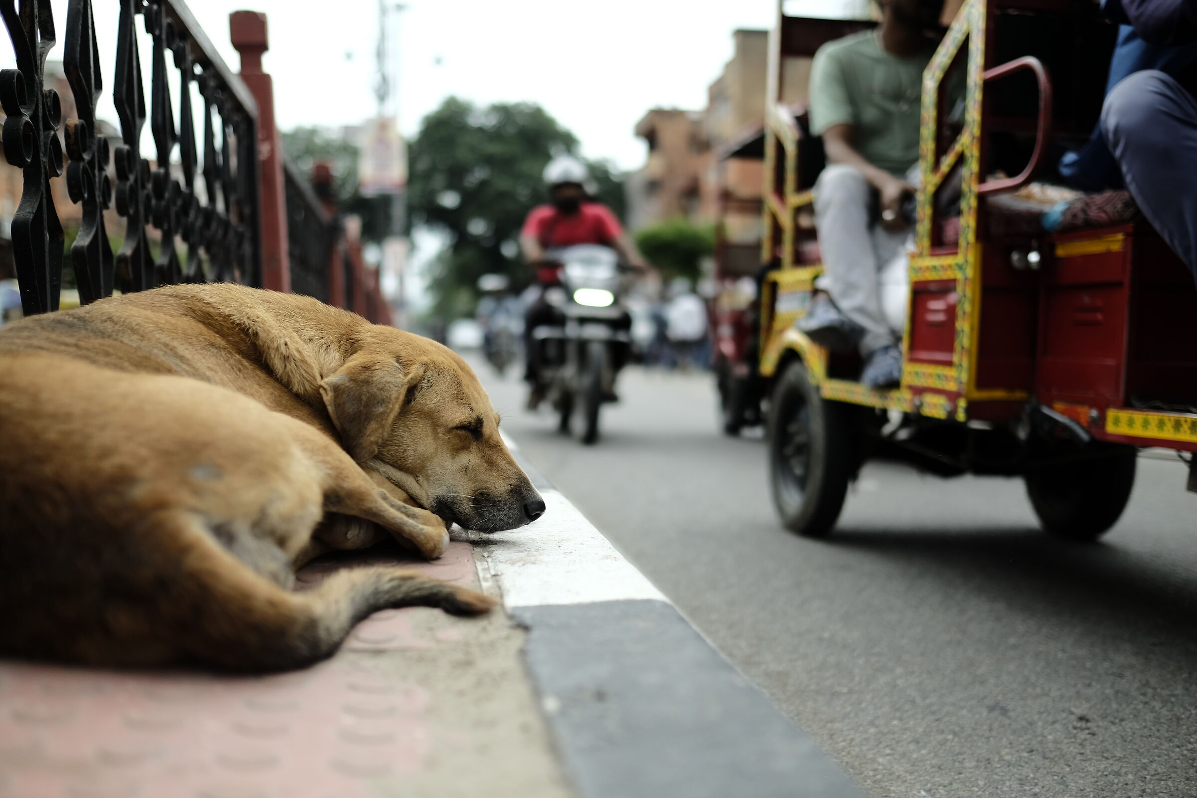 Nel traffico di Jaipur