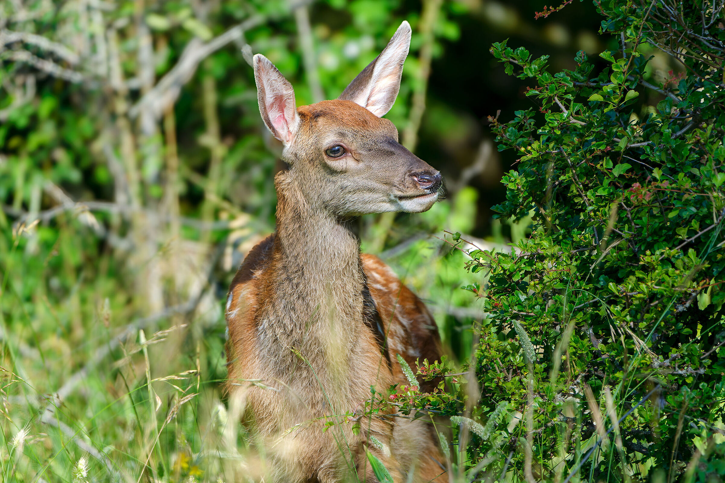 The spirit of the fawn