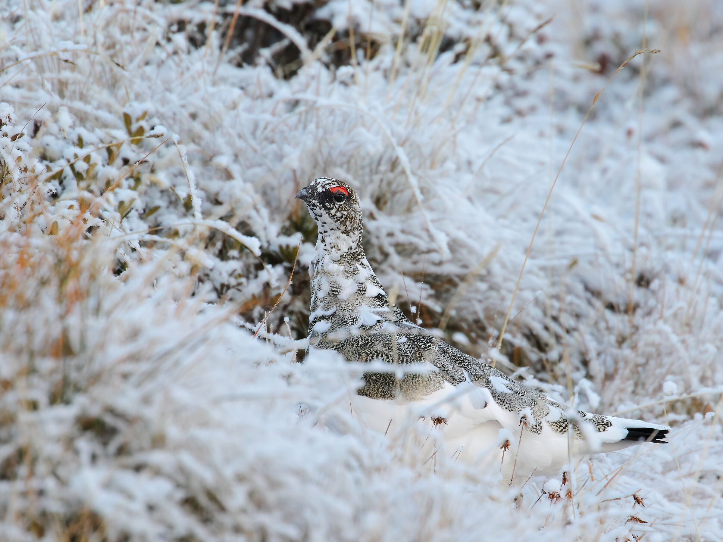 Prima neve.