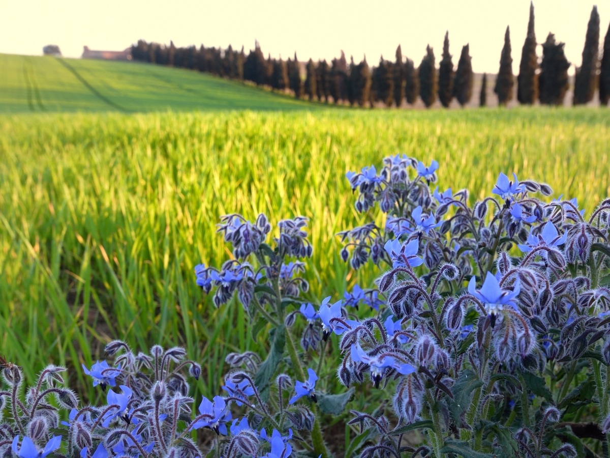 Borage