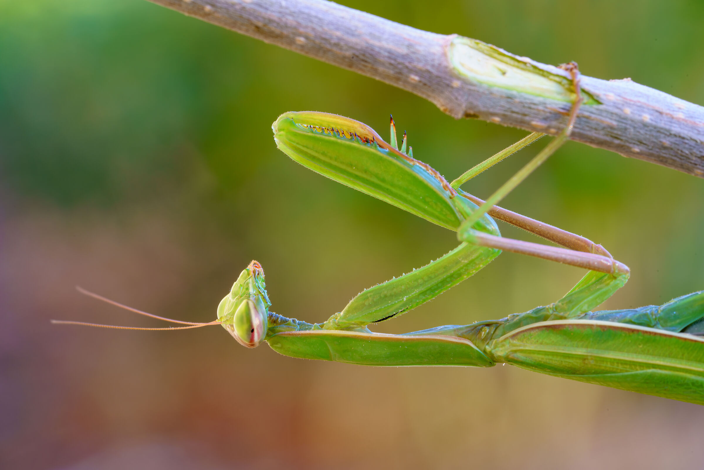 Mantis