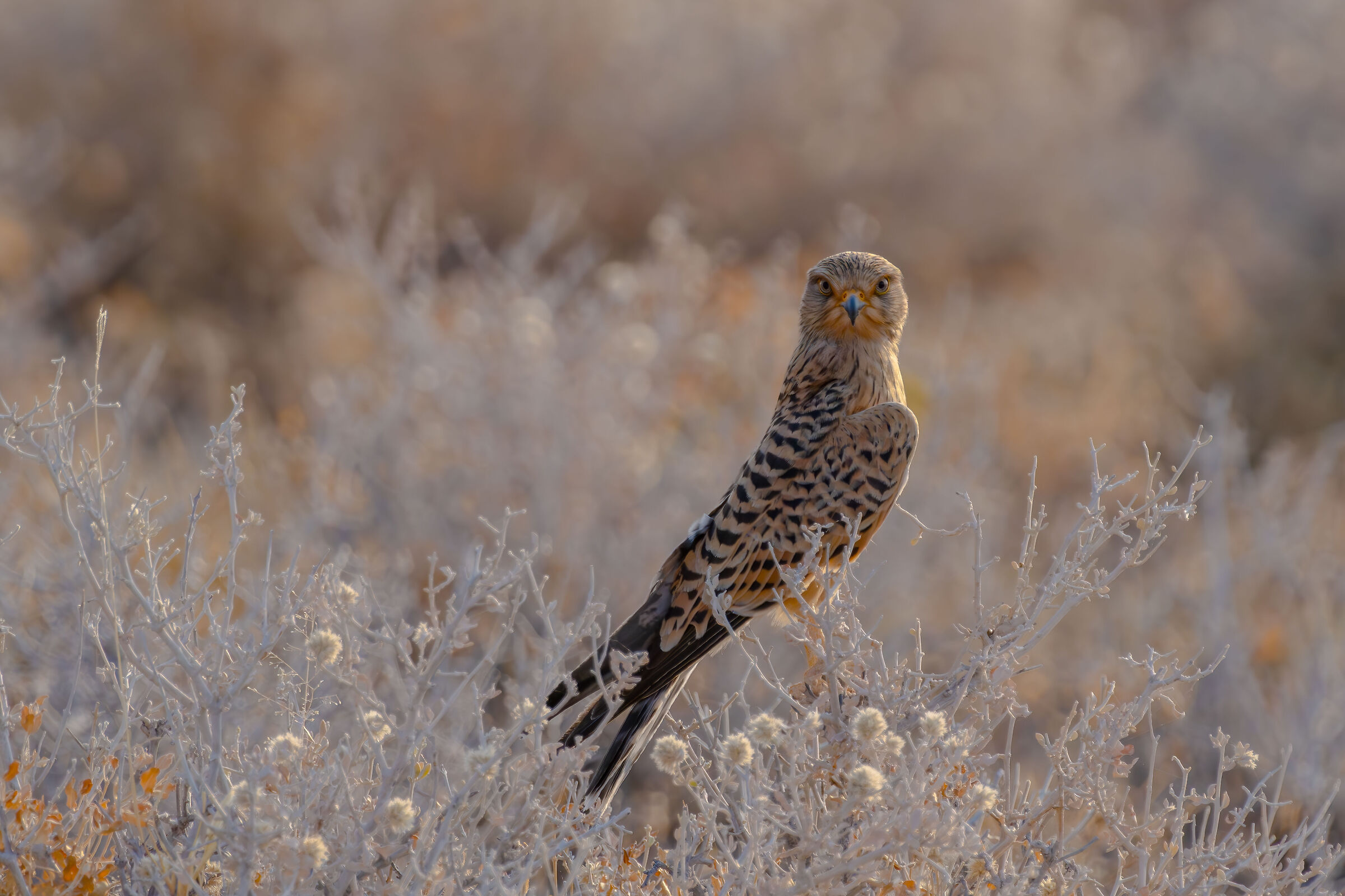 Gheppio maggiore (Falco rupicoloides)