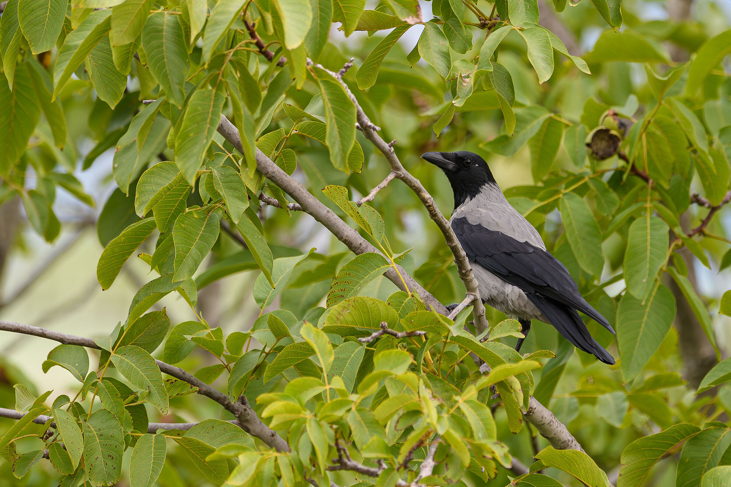 Crow