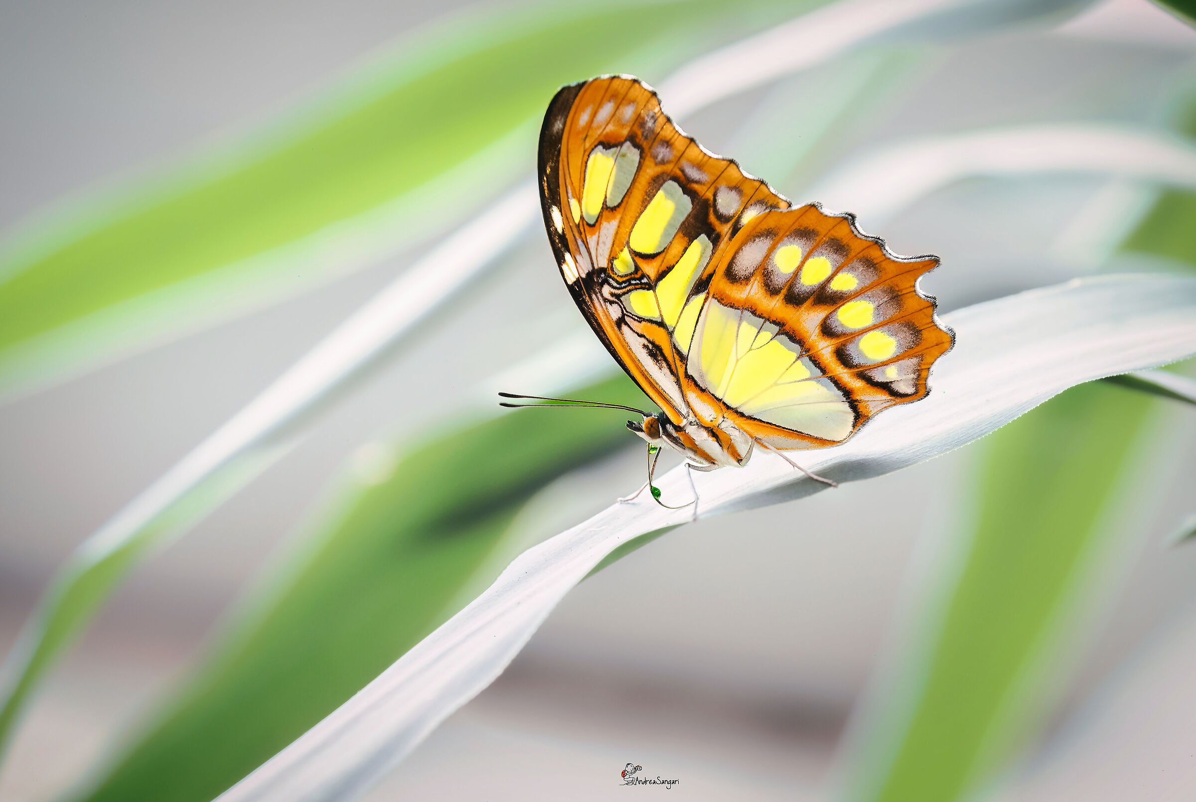 La farfalla e la goccia