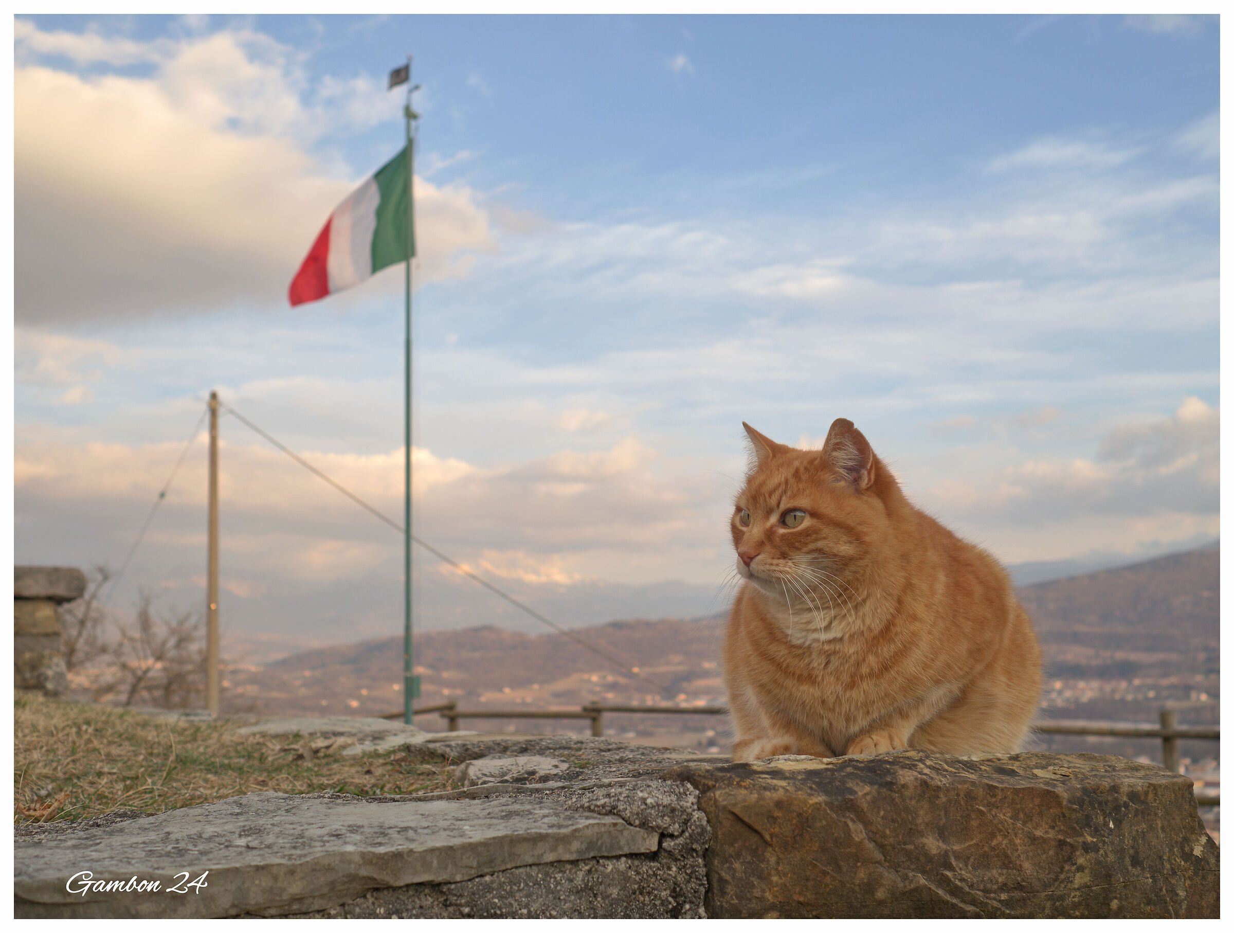 Patriot cat