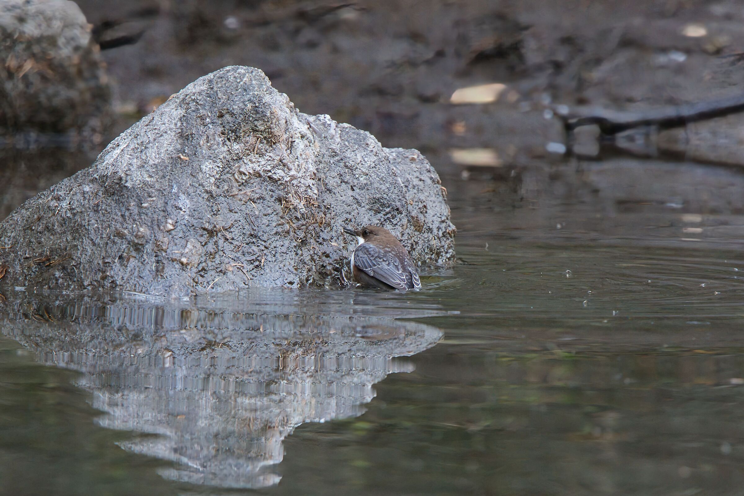 White-throated dipper