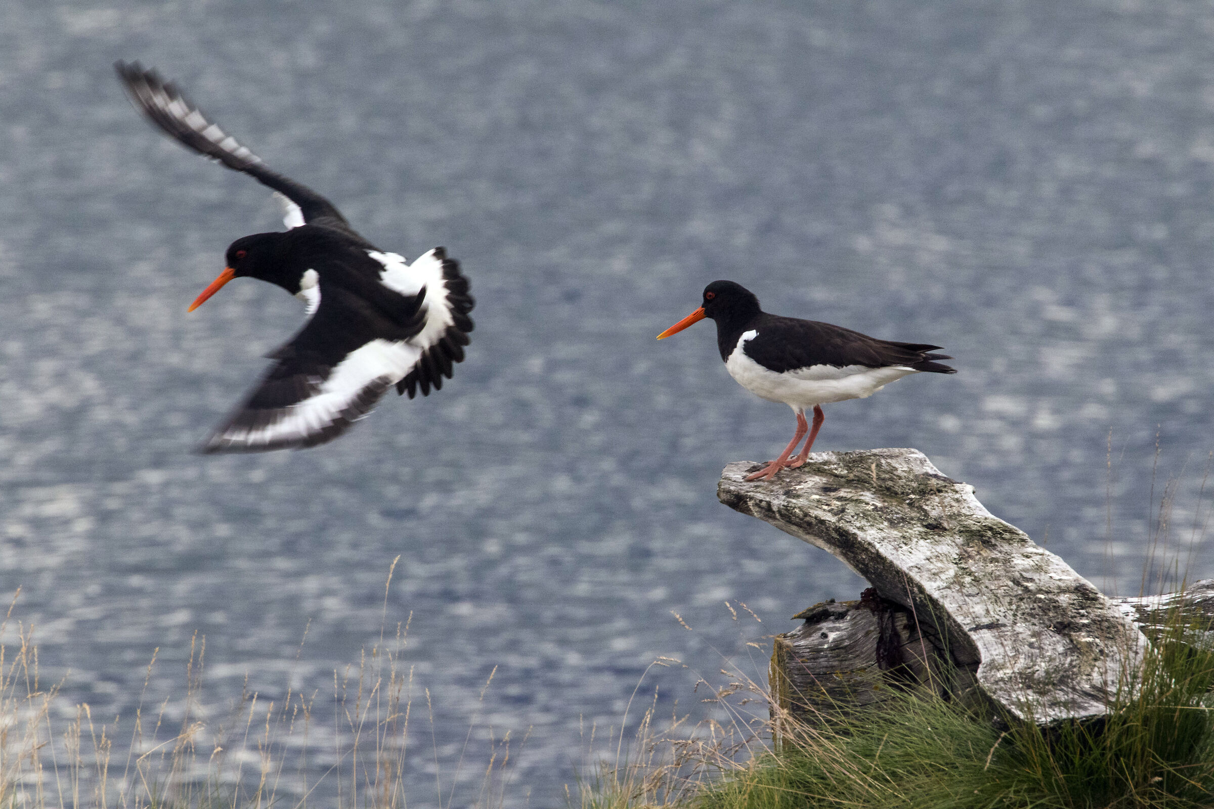 Oystercatcher