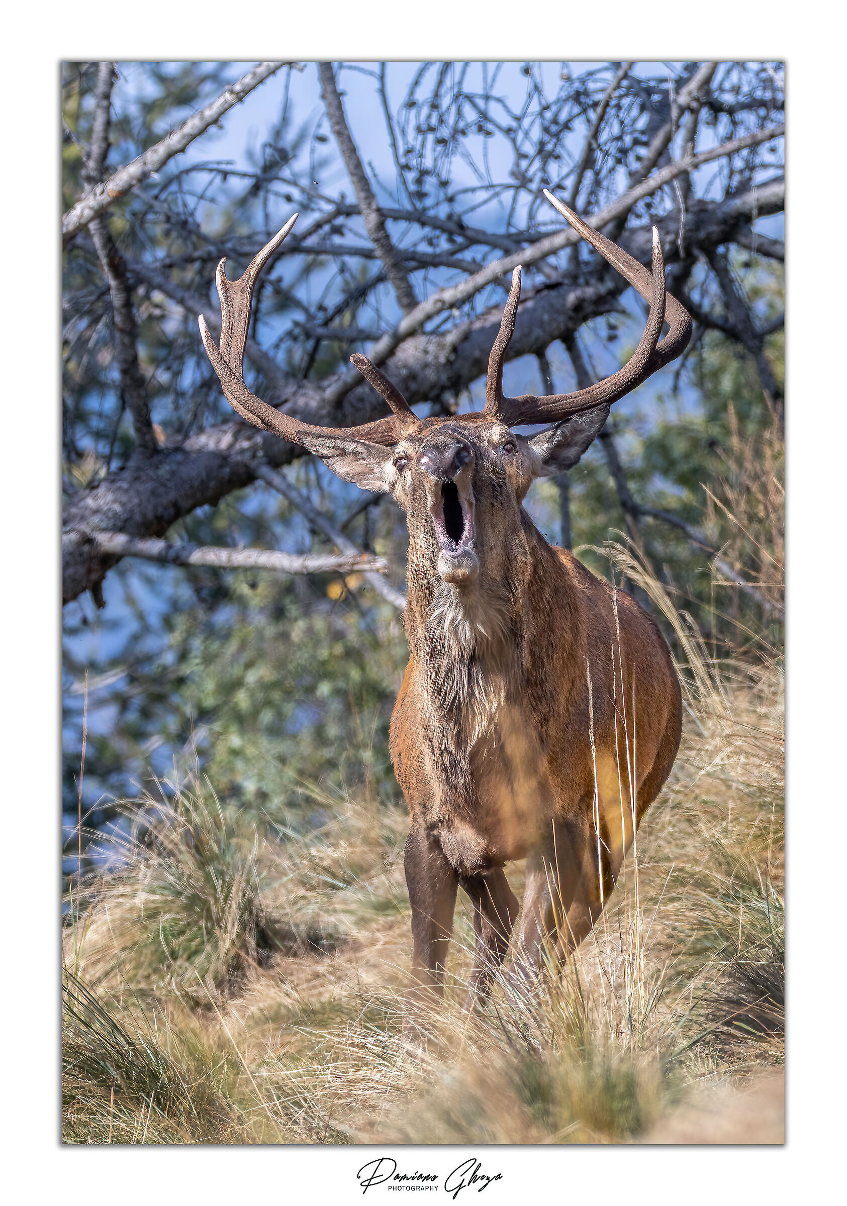The roar of the deer