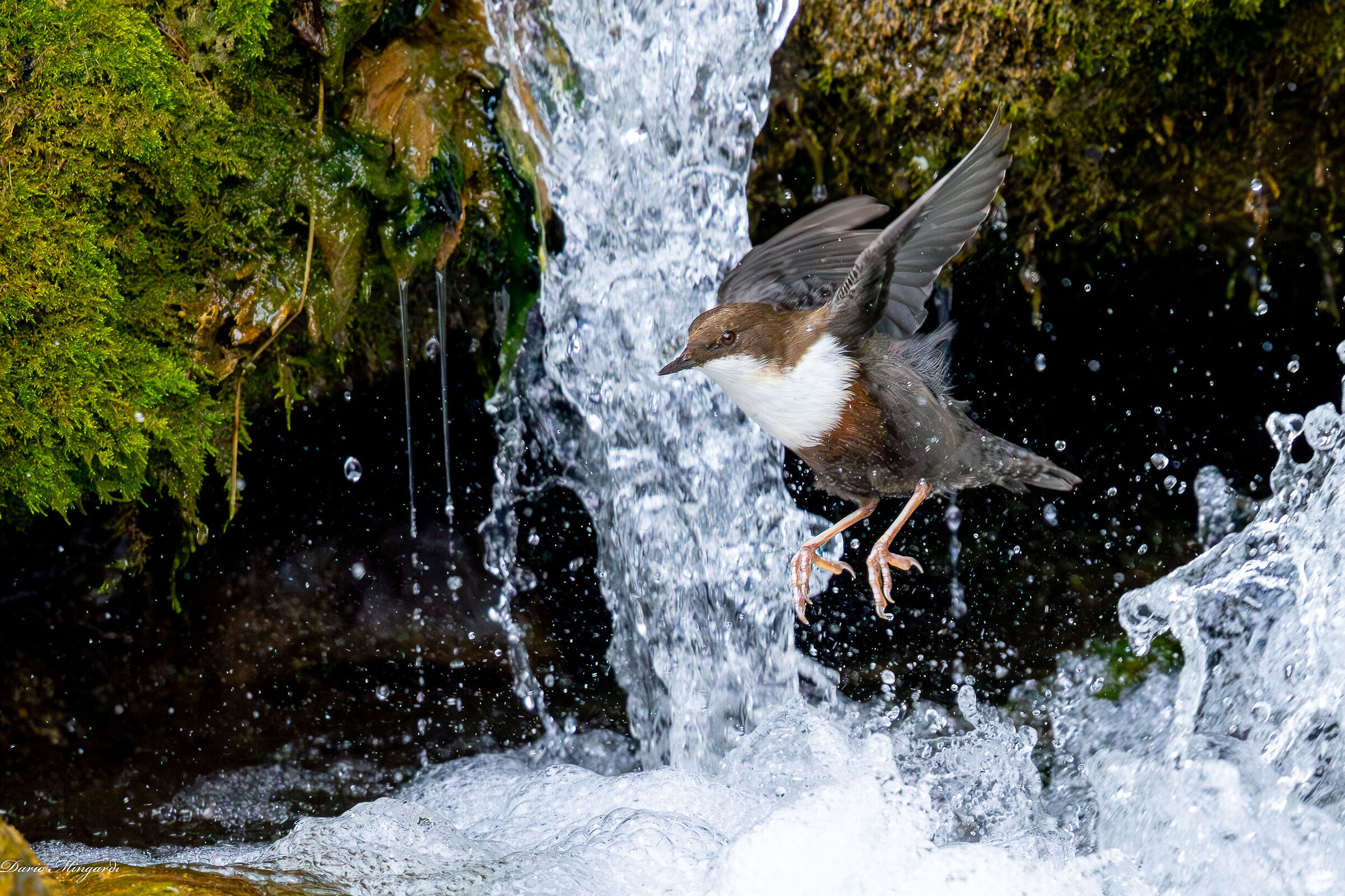 White-throated dipper