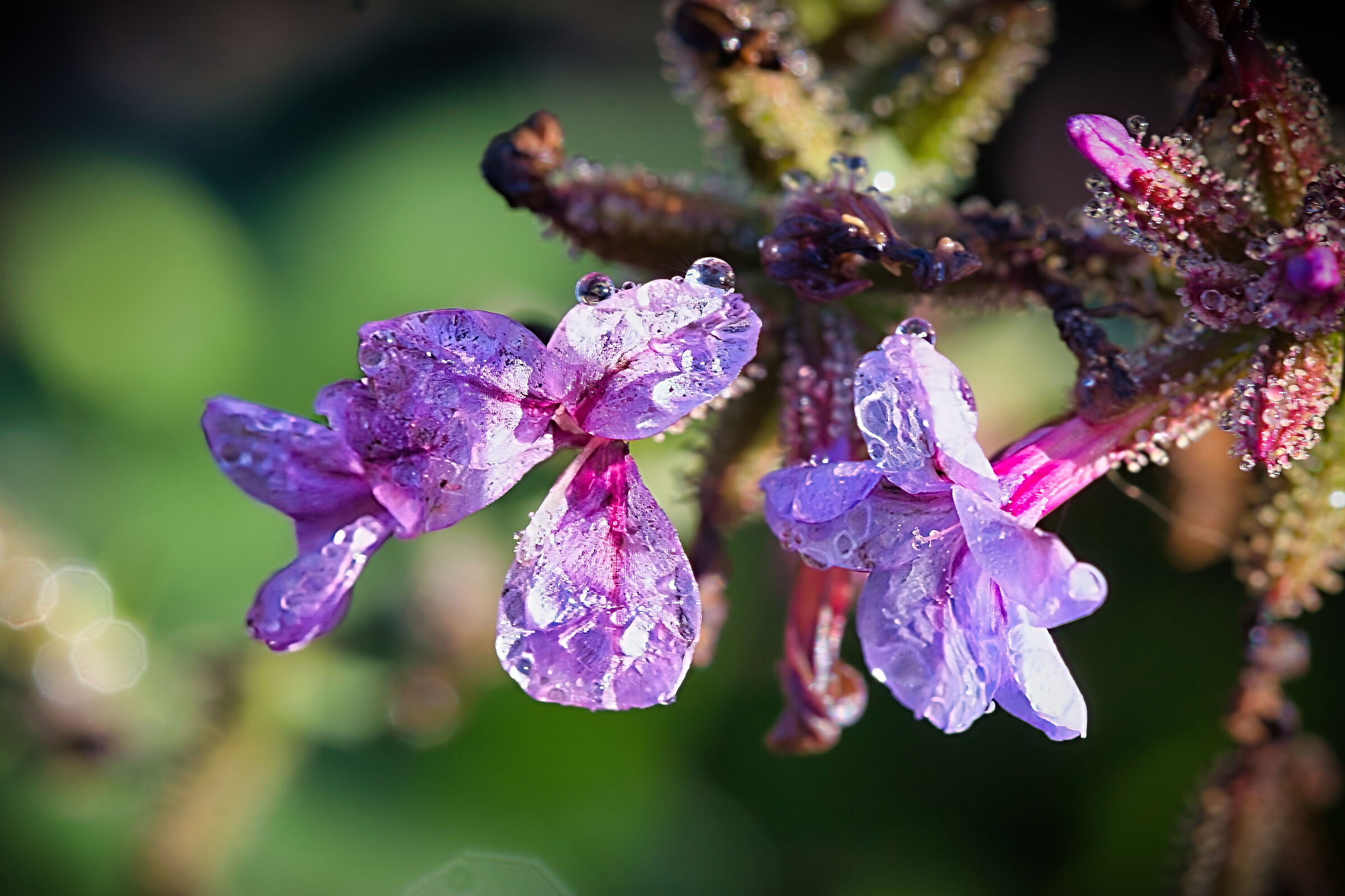 Mistreated by wind and rain