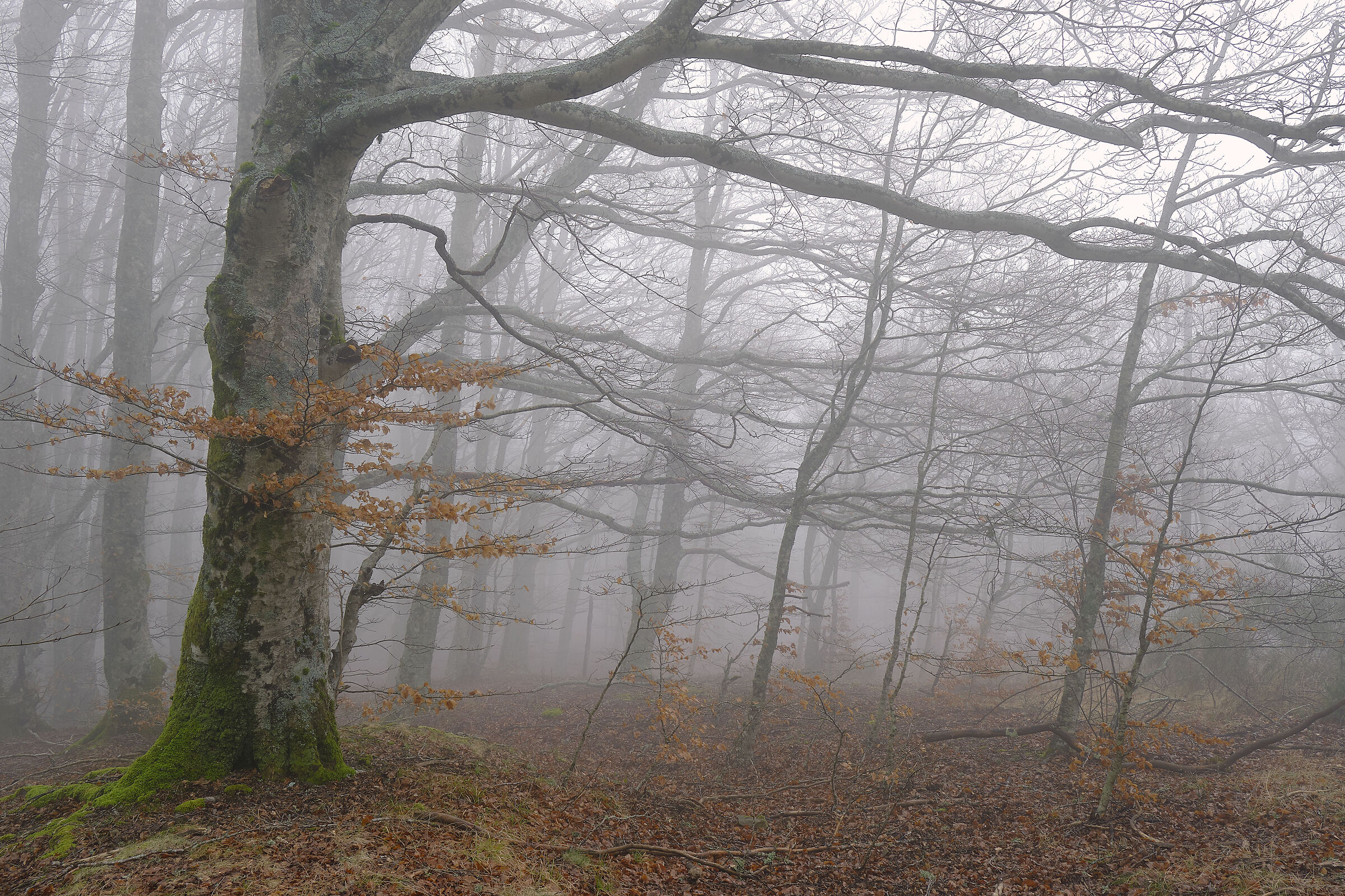 In the forest of Vallombrosa