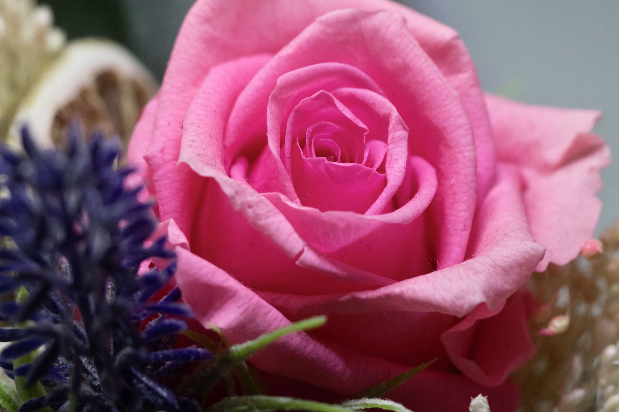 Une rose