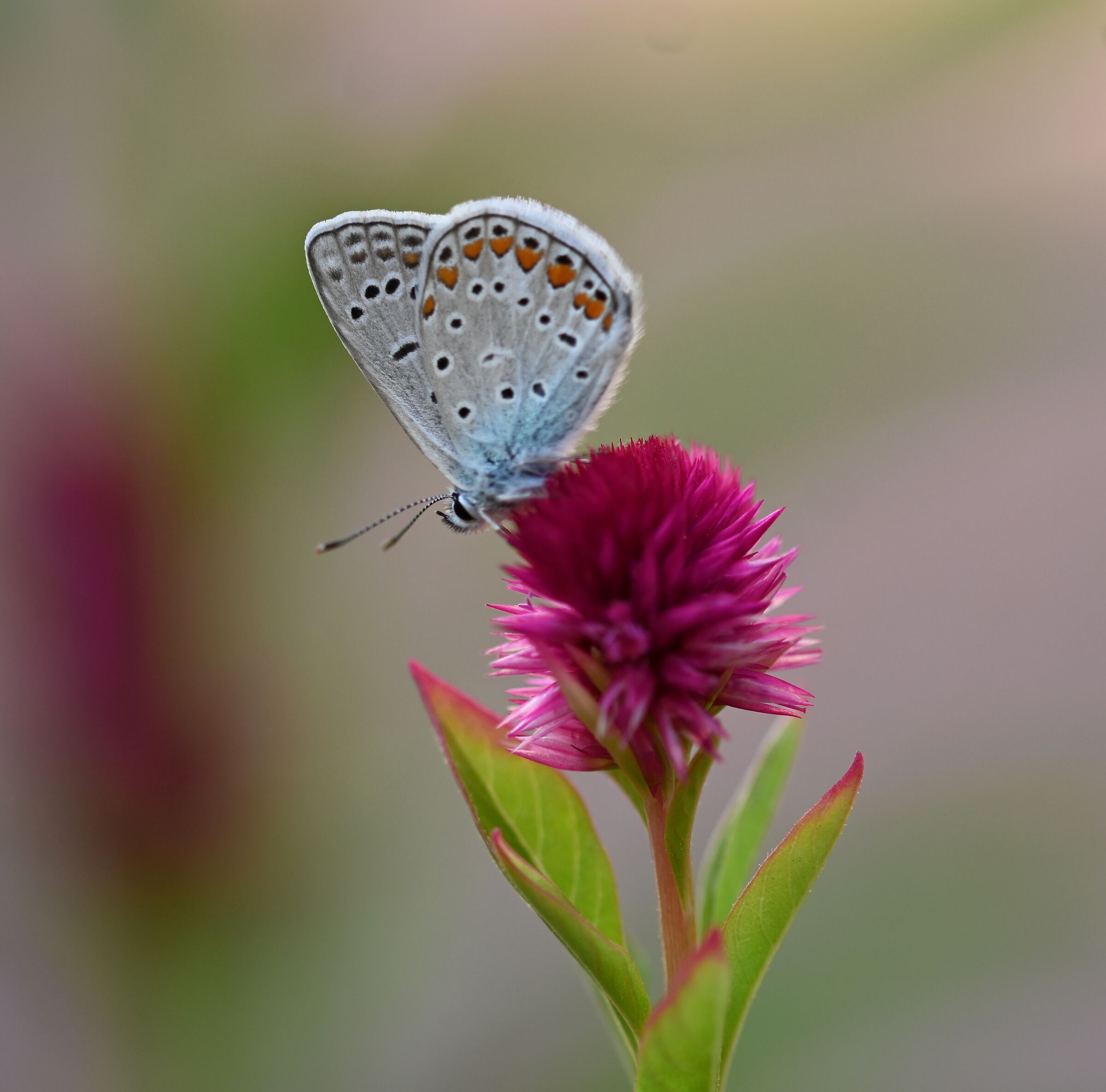 Si posa con eleganza