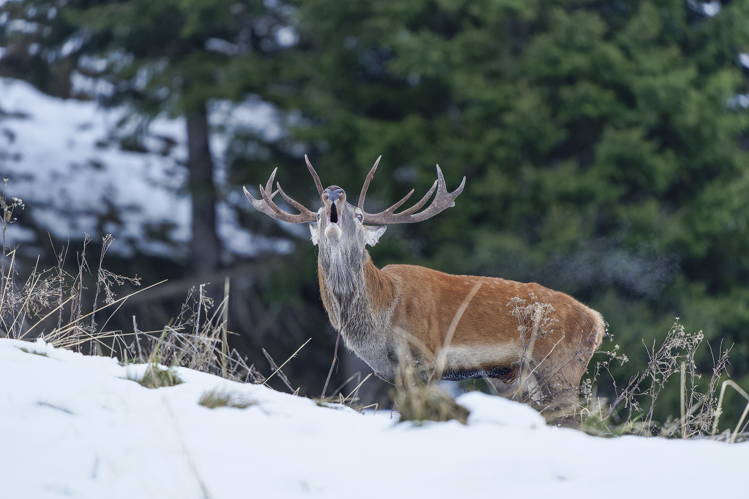 Roaring with snow