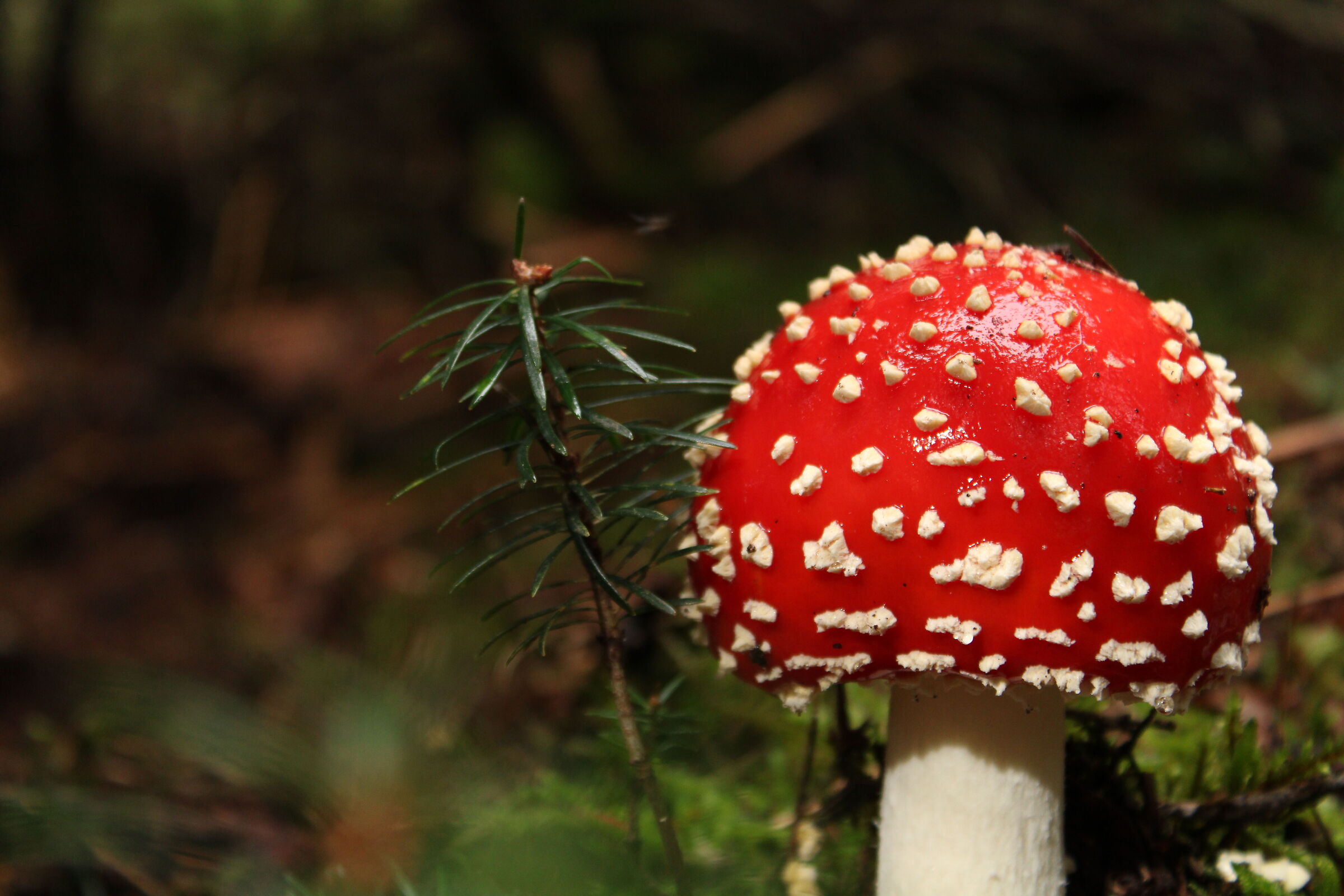 Amanita Muscaria