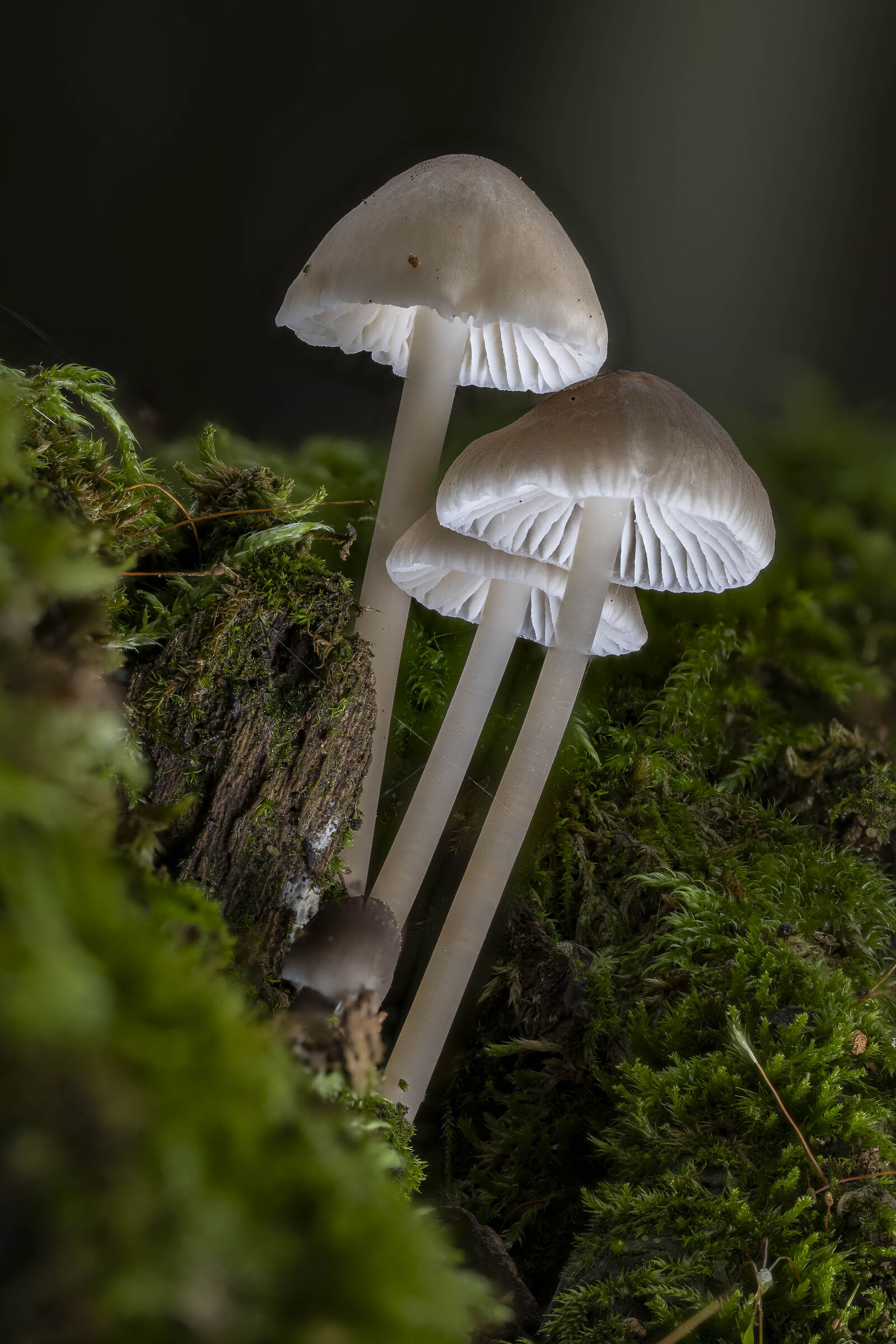 One trallalla mushroom, two trallalla mushrooms........
