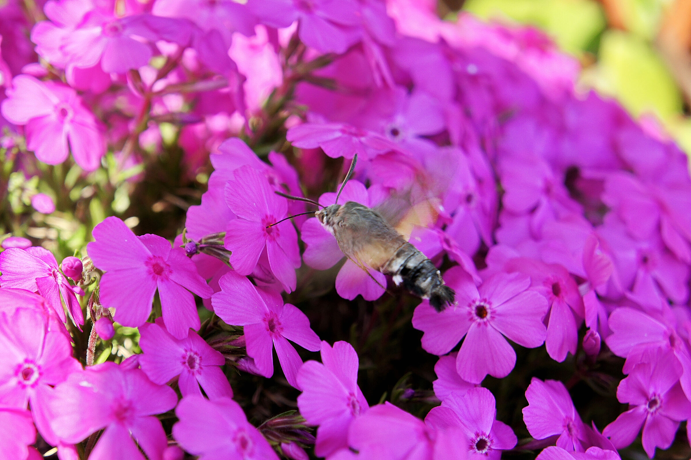Sphinx-Hummingbird