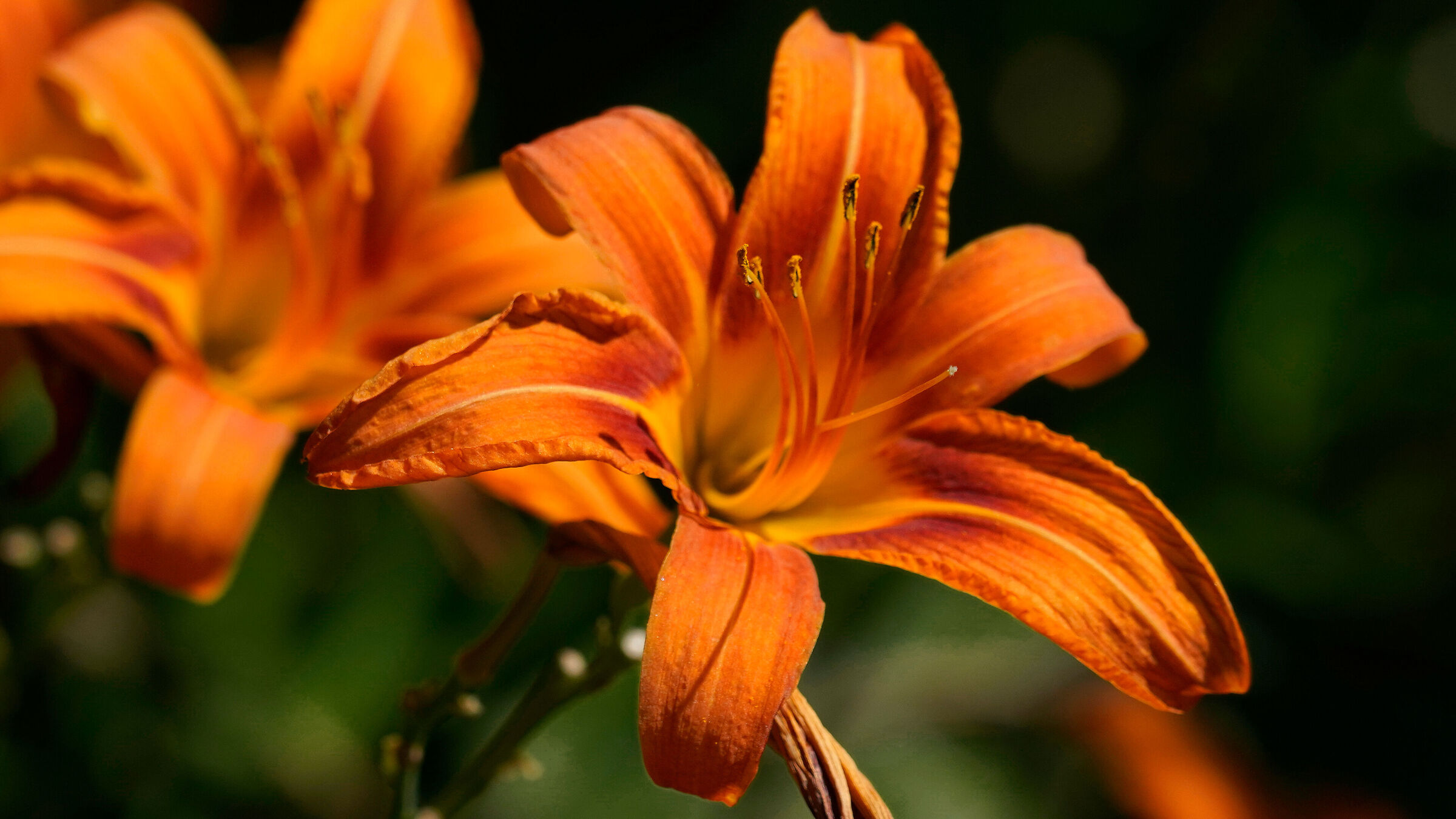 Wild lily