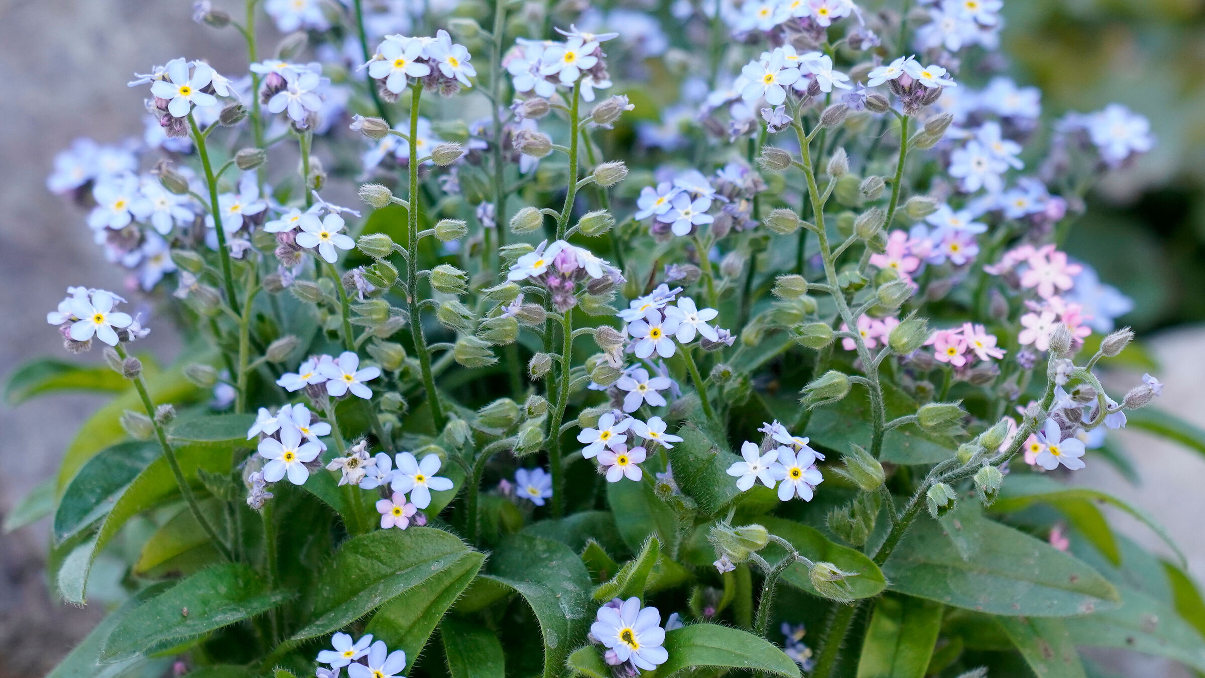 Don't forget about the garden