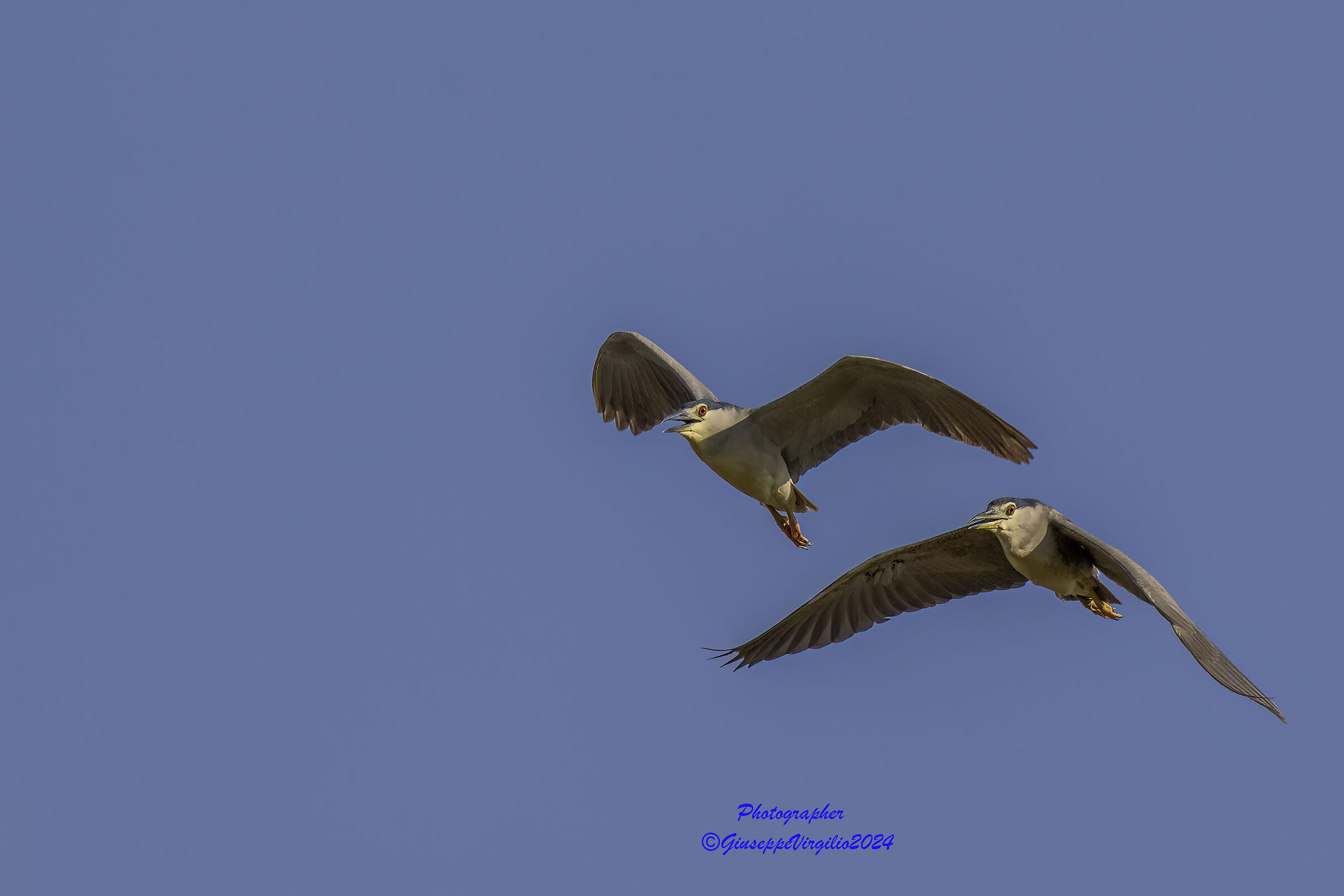 Night Heron Sardinia (2024)