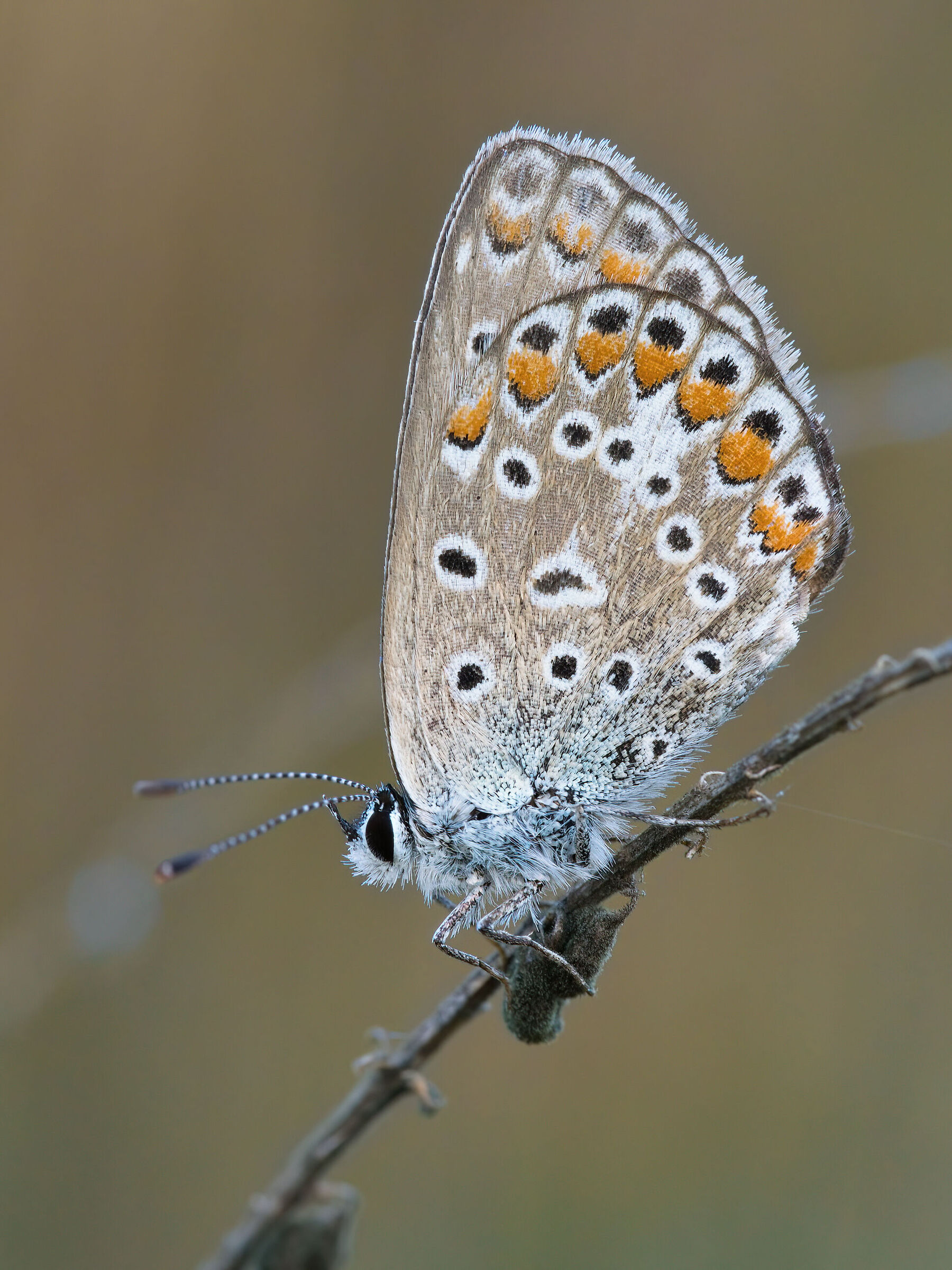 Polyommatus Icarus