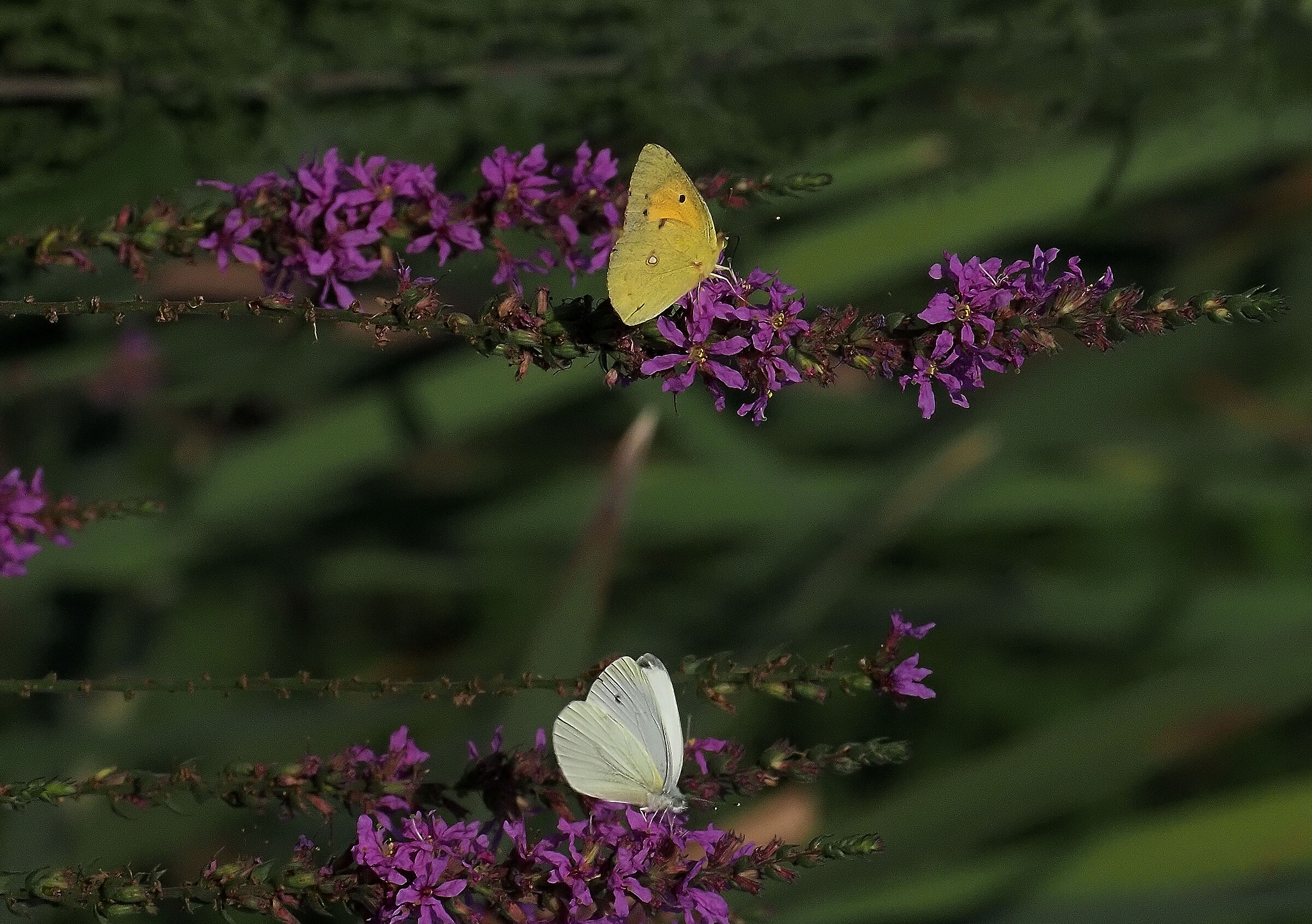 Colias Crocea with Pieris Rapae