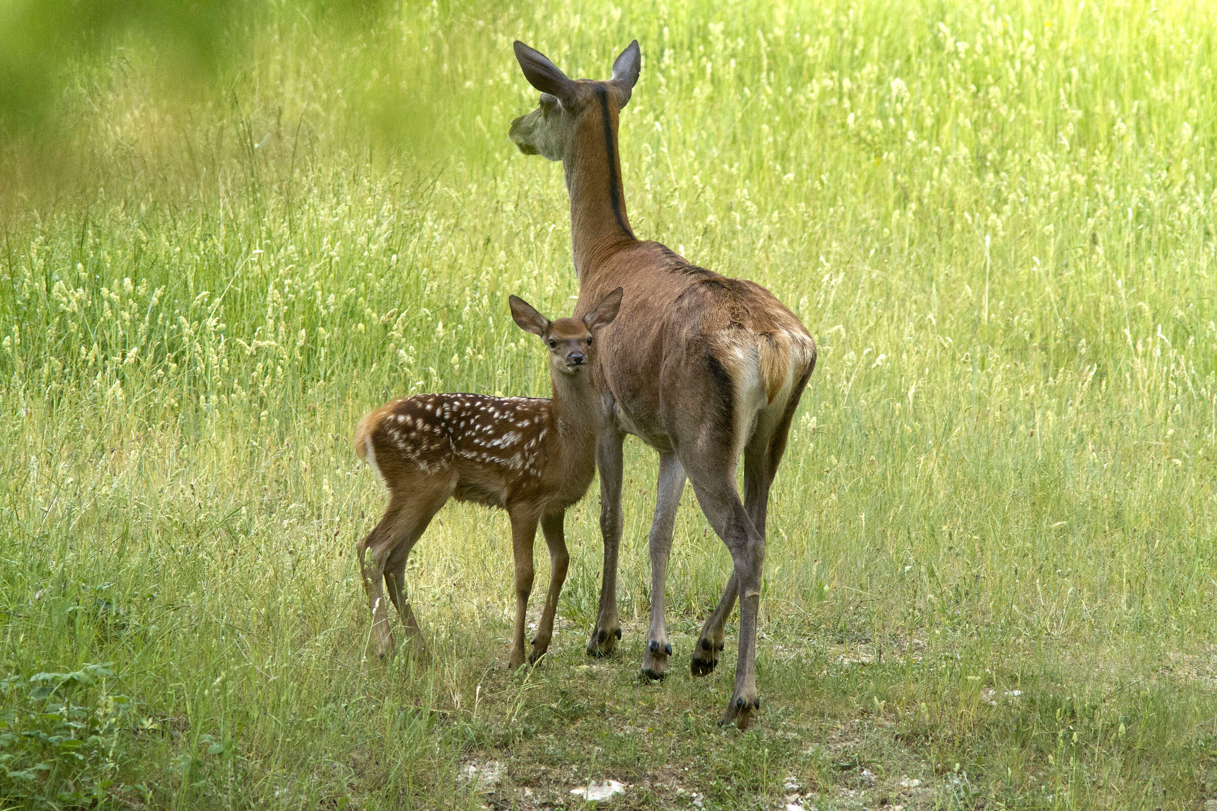 Deer with offspring (Abruzzo National Park)