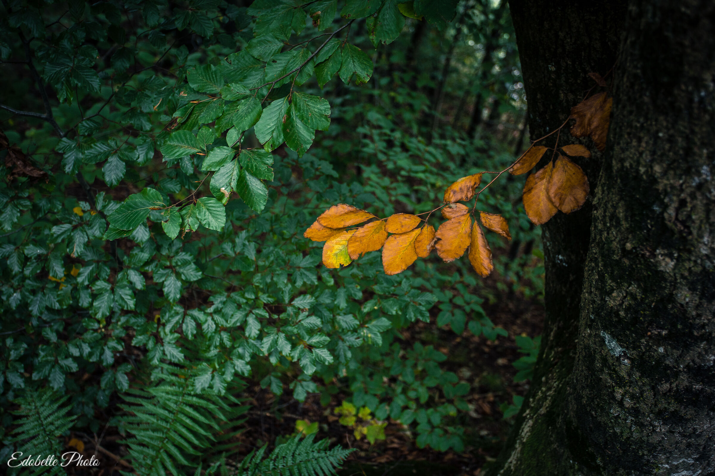 I colori della natura