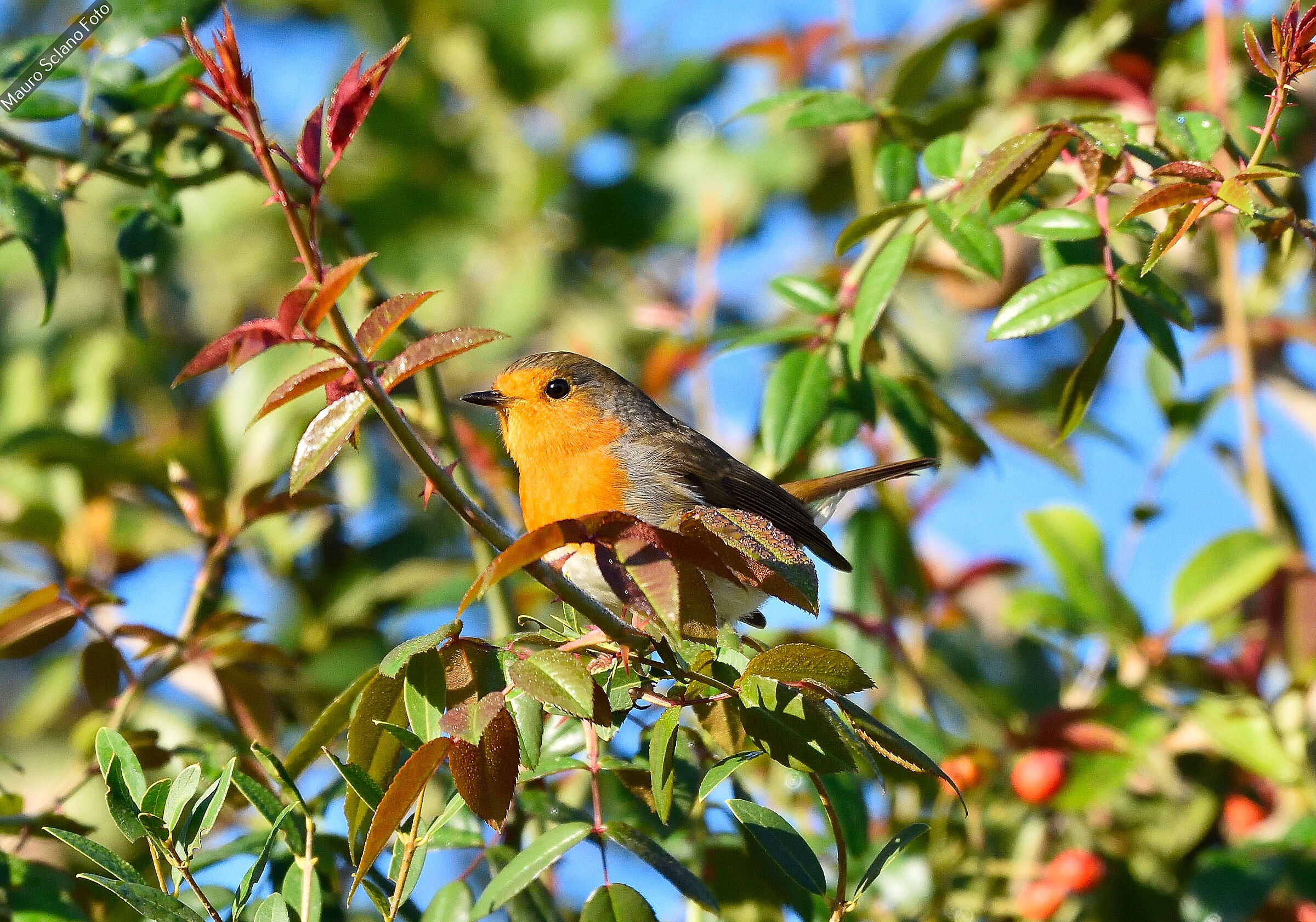 Robin
