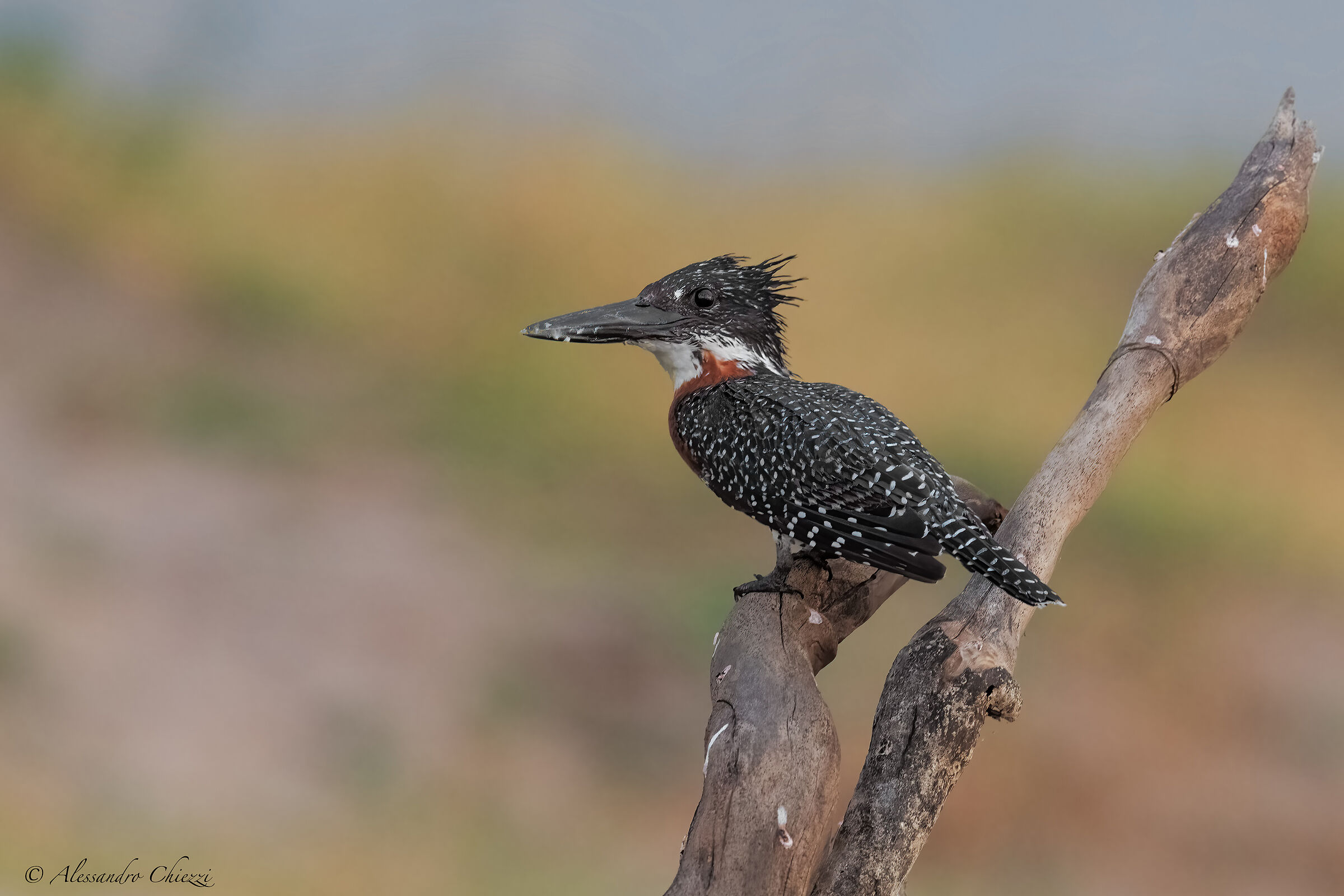 Giant Kingfisher