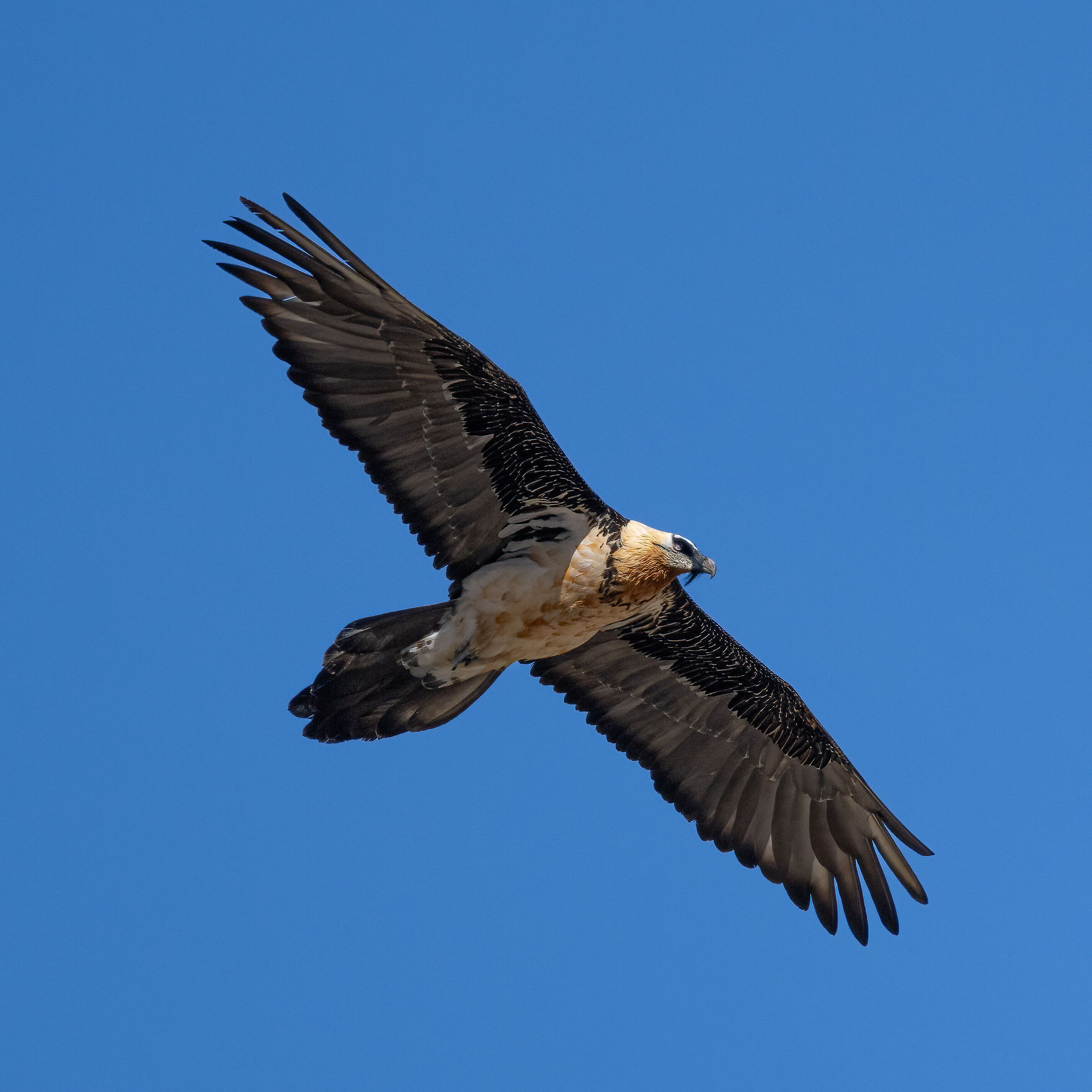 Gypaetus barbatus - Gran Paradiso National Park