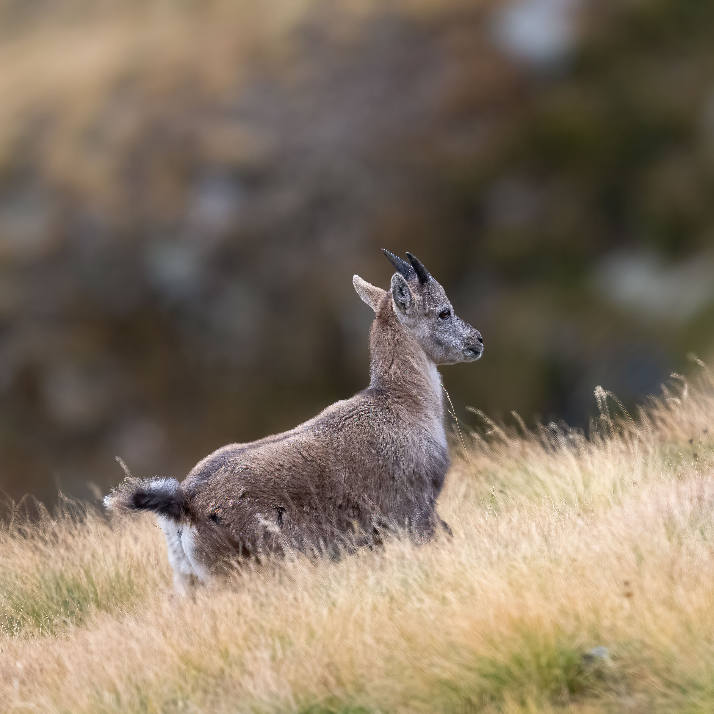 Stambecco - Parco Nazionale del Gran Paradiso