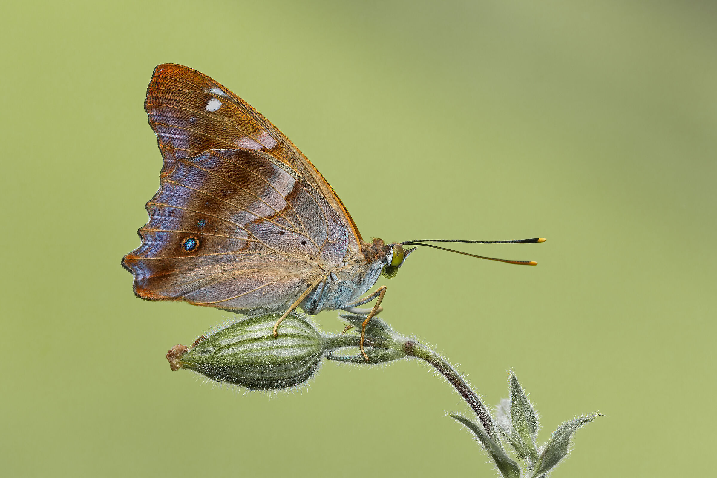 Apatura ilia