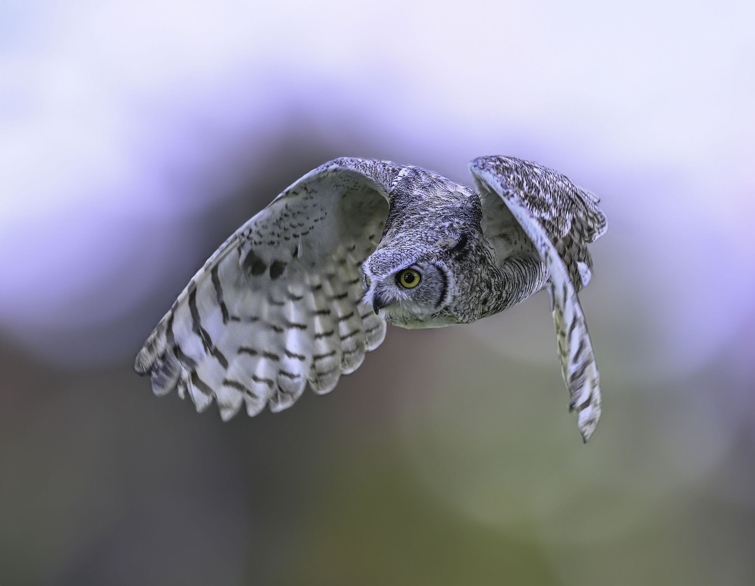 Gufo Reale della Virginia