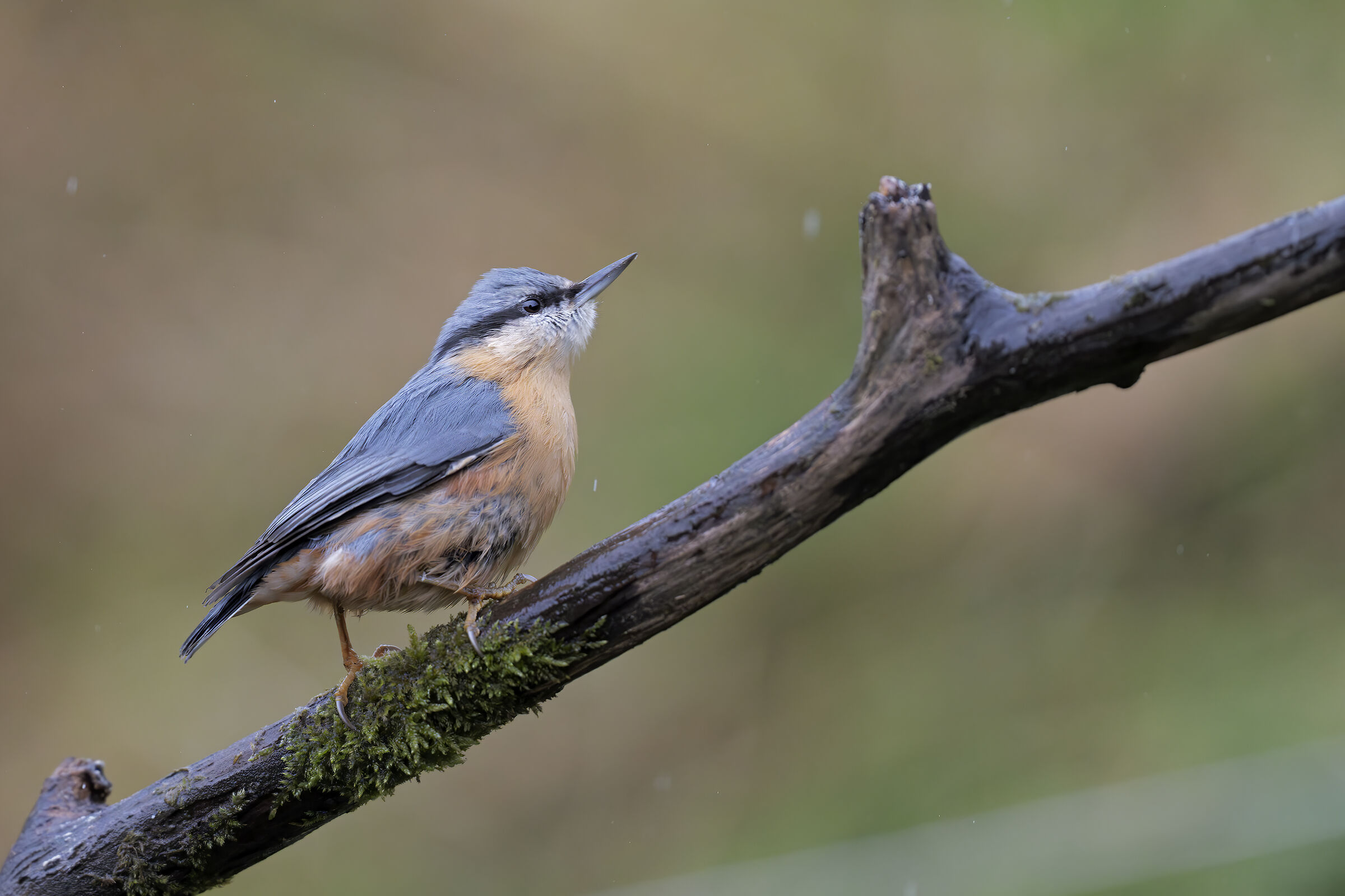 The Mason and the rain